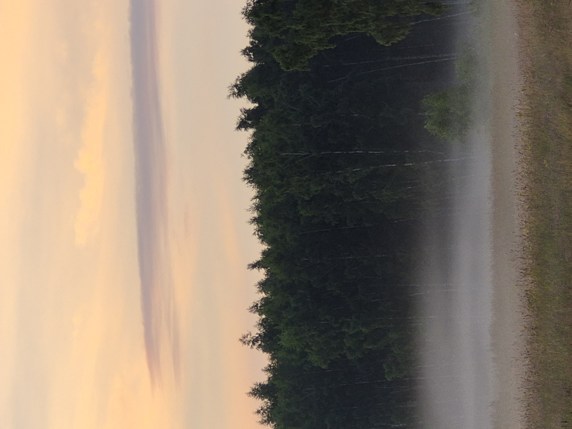The image depicts a serene landscape with a dense forest line silhouetted against a soft, pastel sky. A gentle mist hovers above a grassy field in the foreground, creating a dreamy and ethereal atmosphere. The sky transitions from a pale orange hue at the horizon to a lighter peach tone higher up, with subtle wisps of clouds adding texture. The forest is a dark, lush green, with the tops of trees creating a jagged line against the sky. The mist obscures the lower portion of the trees, giving the impression of the forest emerging from a cloud. The field in the foreground is covered in tall grasses, some with seed heads, suggesting a natural, untamed environment. There are no people or man-made structures visible in the image, emphasizing the natural beauty of the location. The scene is quiet and still, evoking a sense of peace and tranquility. The location is identified as Sooblase, Estonia.