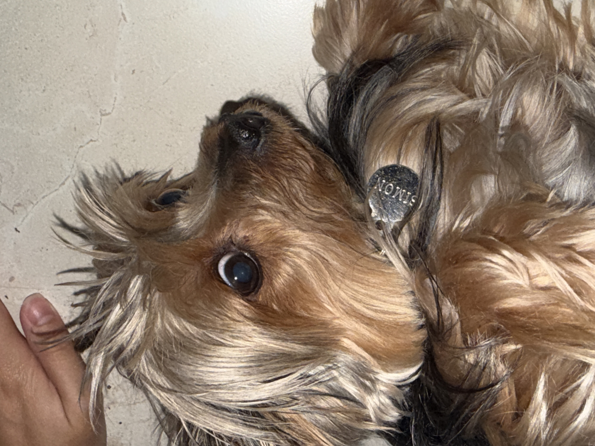 A close-up, tilted shot captures a fluffy dog, likely a small, long-haired breed, lying on a light-colored, textured surface in an indoor setting. The dog's head is positioned towards the lower right, with its body extending towards the upper left. The setting is San Bernardino Tlaxcalancingo, Mexico.
The dog has shaggy fur displaying a mix of brown, tan, and dark grey or black highlights. One of its dark, expressive eyes, with a visible reflection, looks directly towards the viewer, conveying a calm and curious demeanor. Part of a human hand, with fingers and a thumb, is visible on the far left of the frame, gently interacting with the dog's fur, suggesting an affectionate moment.
Around the dog's neck, a collar holds a metallic, round dog tag. The name "SIMON" is clearly engraved on the tag, appearing upside down in the main image. The lighting is soft and somewhat dim, highlighting the textures of the dog's fur and the subtle cracks on the background surface. The image focuses tightly on the dog's face and upper body, with the rest of the surroundings softly blurred.