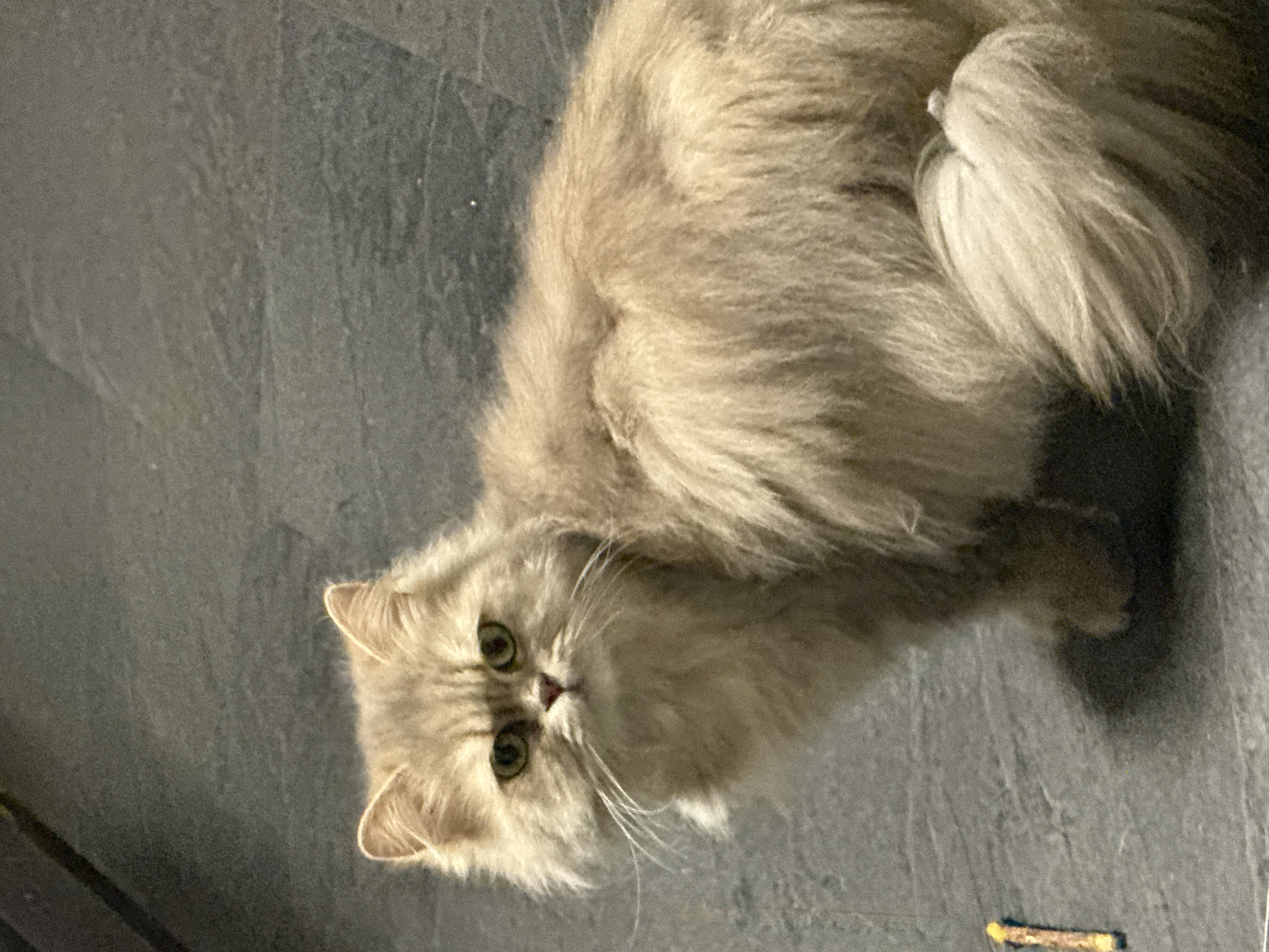 A fluffy, light brown cat with green eyes is the subject of this image. It is positioned on a dark grey, tiled floor, with its body angled to the right. The cat's face is turned towards the viewer, with its whiskers fanned out. A small, yellow and brown object, possibly a marker or a piece of crayon, is visible on the floor to the left of the cat. The background is a dark grey, textured floor, consistent with an indoor environment. There is no information provided about the location in the city of Hallum, Netherlands.