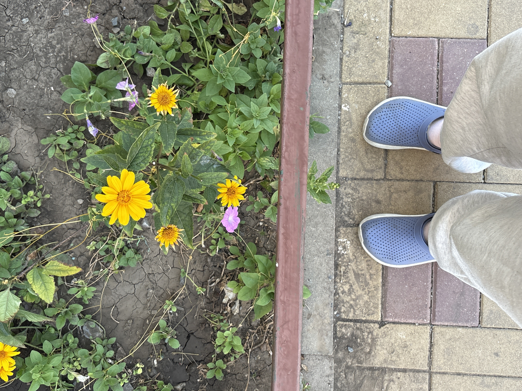 The image shows a pair of blue clogs worn by a person standing on a paved area. The paving consists of interlocking rectangular stones in shades of yellow and red. Behind the paving is a dark brown metal barrier. Beyond the barrier is a patch of ground with dry, cracked earth and various plants, including several yellow flowers and some smaller green foliage. The image appears to be taken from a high angle looking down. The scene is outdoors, possibly a park or garden area, and there is no discernible indication of the specific location in Rostov-on-Don, Russia.
