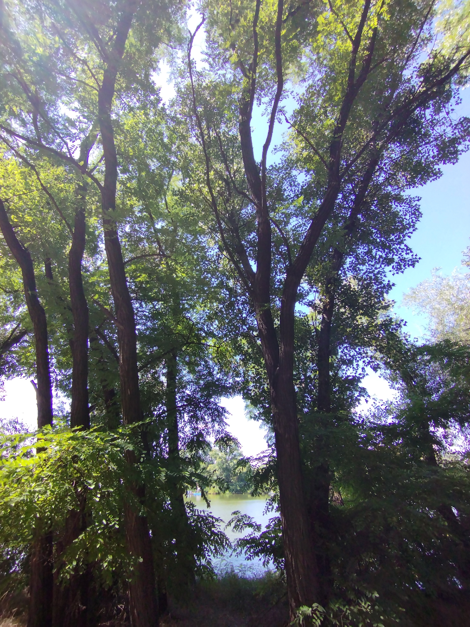 The image shows a view looking upwards through the canopy of trees towards a bright blue sky. The trees are tall and leafy, with dark brown trunks and branches. Sunlight filters through the leaves, creating dappled light effects. In the distance, a body of water, likely a lake or river, is visible, bordered by trees on the opposite bank. The overall impression is one of a natural, serene outdoor setting. The image does not contain any people or specific urban landmarks, making it difficult to ascertain a precise location within a city.