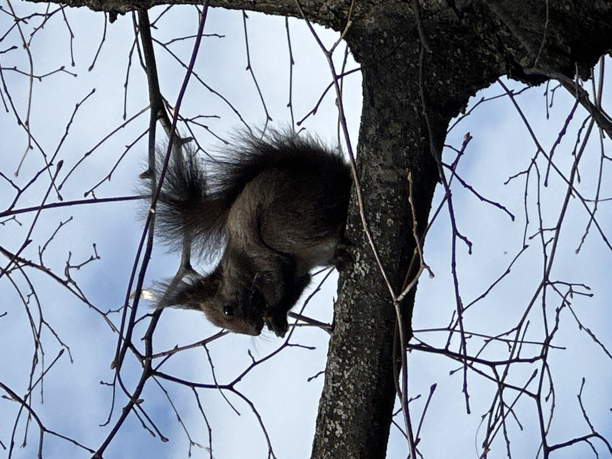 The image captures a squirrel clinging to the trunk of a tree amidst bare branches against a light blue sky. The squirrel's fur appears dark brown or black with a bushy tail. The tree trunk is textured and dark in color. The thin, leafless branches spread out in all directions around the squirrel and the tree trunk. The background sky is a pale blue, suggesting an overcast or winter day. I don't have enough information to determine the exact location in the city of Sofia, Bulgaria.