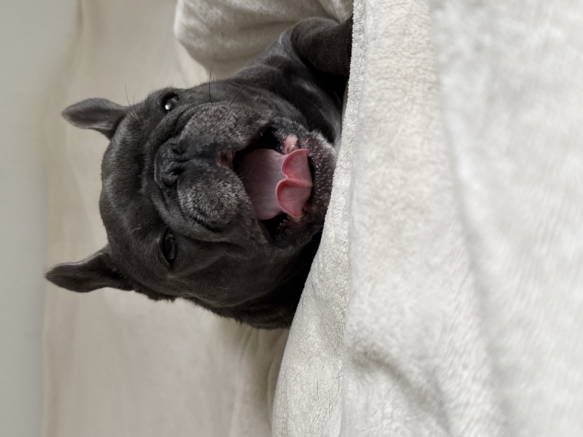 A close-up, eye-level shot shows a dark grey French bulldog with its mouth wide open, as if yawning or panting, with its pink tongue visible. The dog is lying on a textured, cream-colored blanket. The background is a blurred, light cream color, suggesting an indoor setting. The image is captured in Bad Sachsa, Germany.