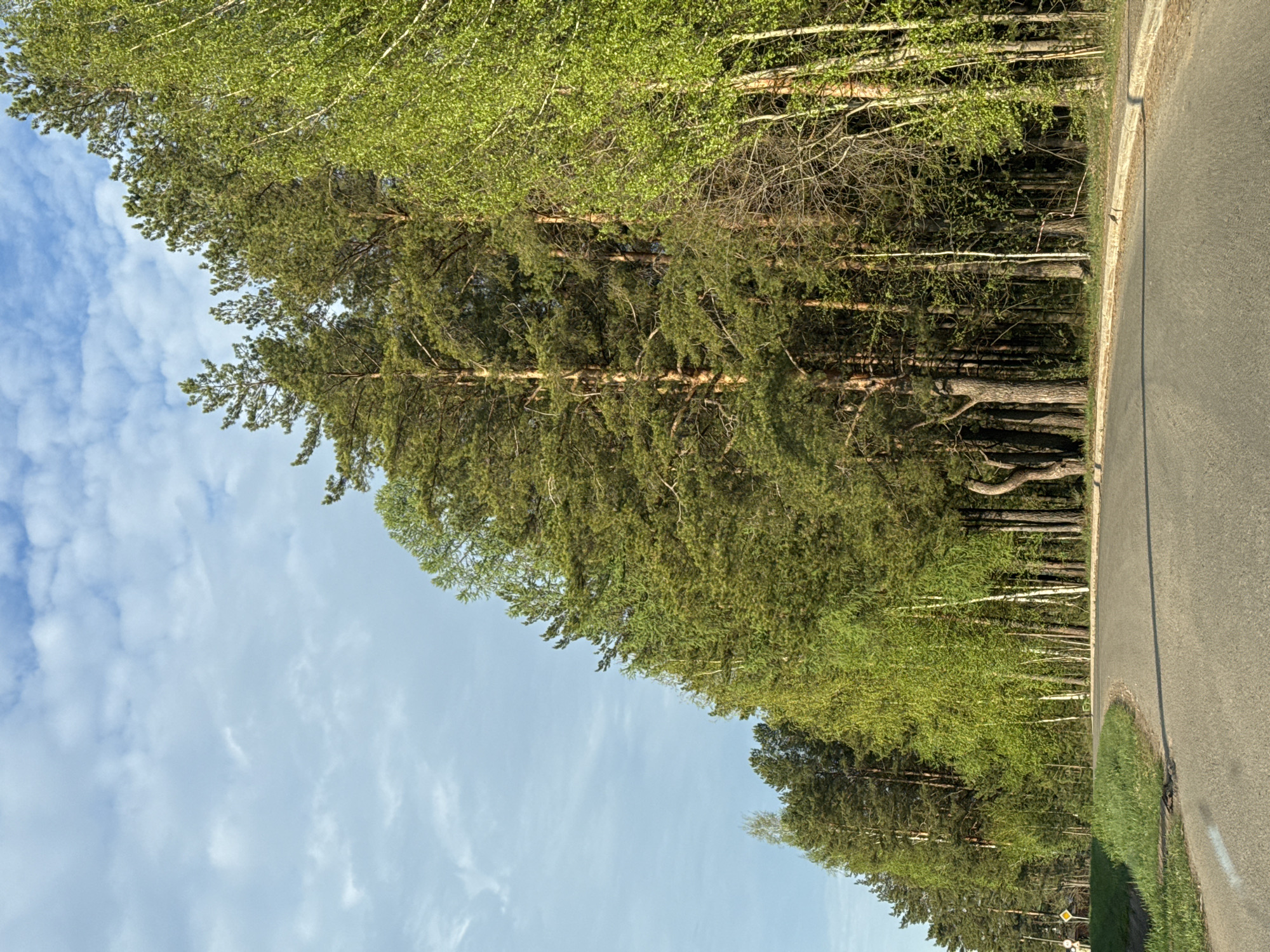The image shows a road with trees lining one side, likely a wooded area near the city. The sky is visible with scattered clouds. The road appears to be paved with some grass on the side. There are tall trees next to the road, with a mix of coniferous and deciduous trees. The image was taken at Прикамский, Russia.