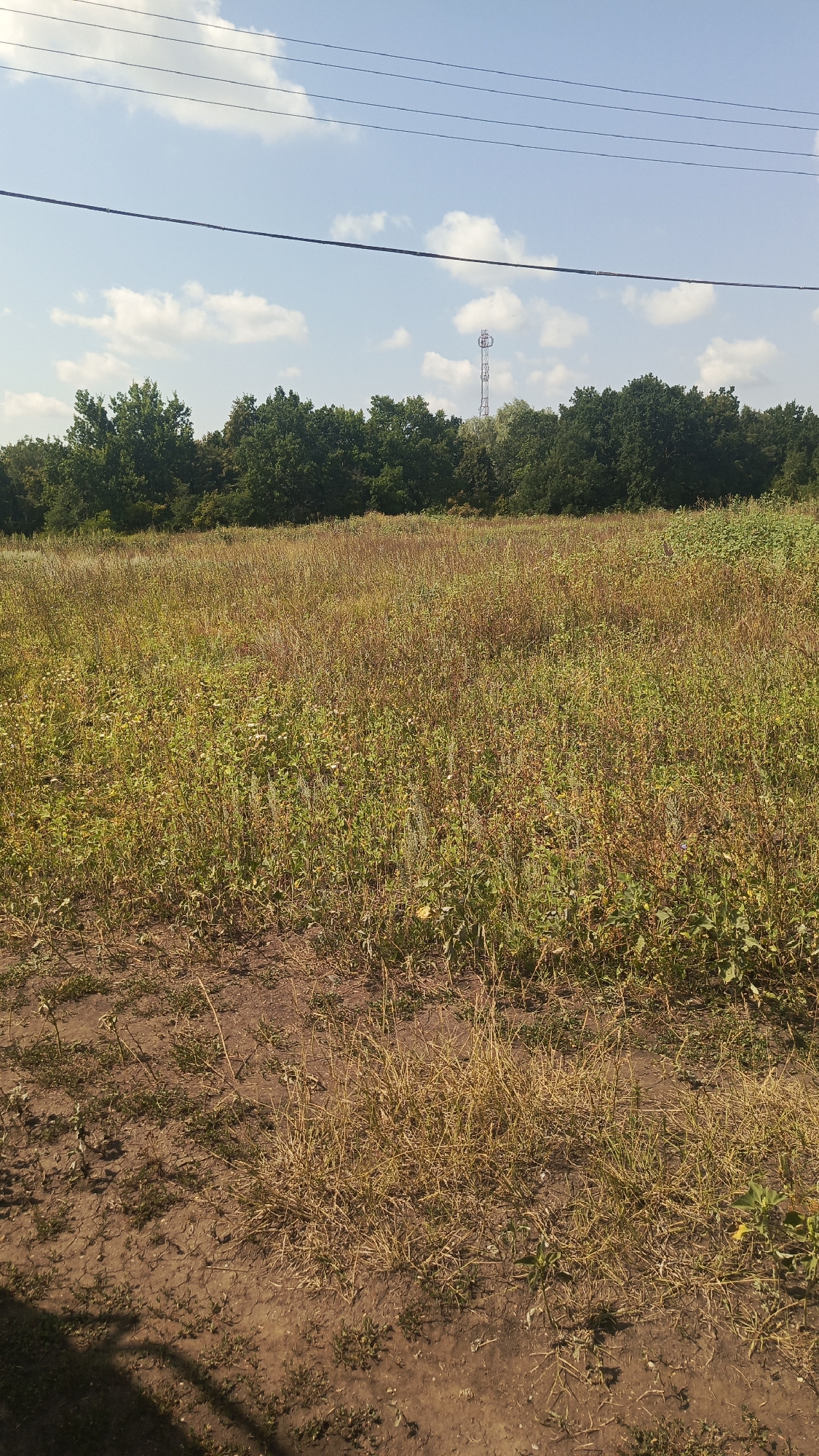 A wide-angle, eye-level shot captures a natural outdoor scene on a sunny day, possibly in Ivanovksy, Russia, as indicated by the presence of a distant cell tower. In the foreground, dry, brown grass and sparse green vegetation cover a dirt path. The mid-ground is dominated by a field of tall, wild grass with a mix of green and dried stalks, interspersed with some smaller plants and yellow flowers. A dense line of dark green trees forms the background, stretching horizontally across the frame. Above the trees, a clear blue sky is dotted with fluffy white clouds. A metal cell tower with a latticed structure stands tall in the distance, silhouetted against the sky. Three dark, parallel power lines stretch across the top of the image, originating from the left and extending towards the right. The overall impression is one of a rural or semi-rural landscape under a bright, clear sky.