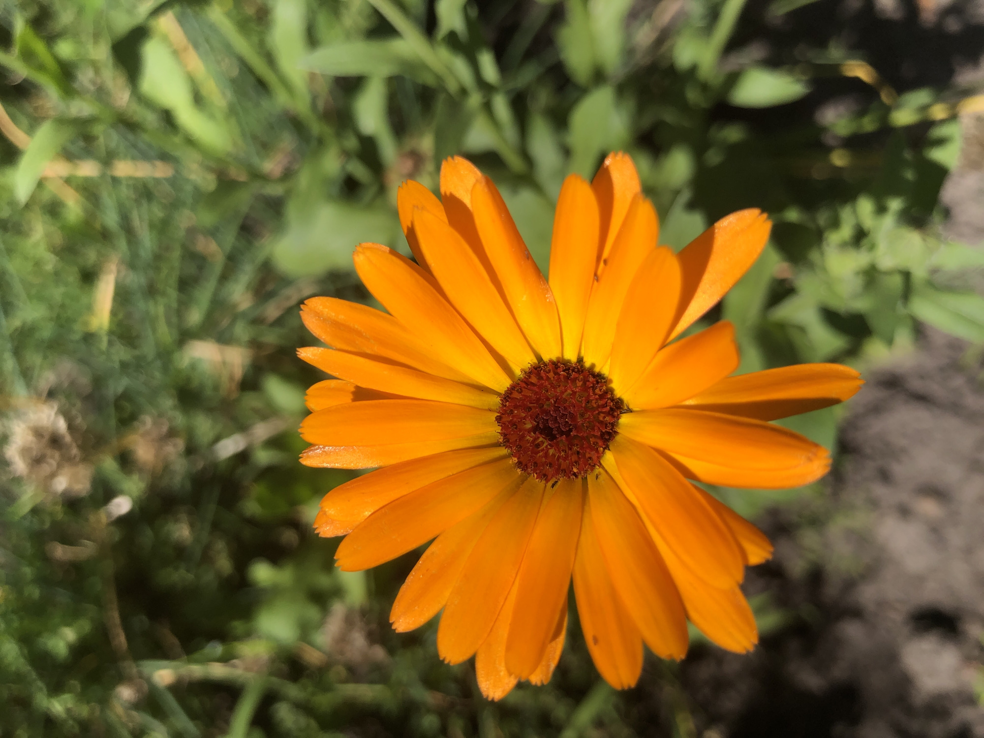 A close-up, slightly angled outdoor photograph shows a bright orange calendula flower in full bloom. The flower's petals radiate outwards from a dark, reddish-brown center. The background is softly blurred, consisting of green foliage and patches of dark soil, suggesting a garden or natural setting. The lighting indicates a sunny day. There are no people or other discernible objects in the frame. The location is not specified in the image itself, and there is no information to suggest it is in Radomyshl, Ukraine.