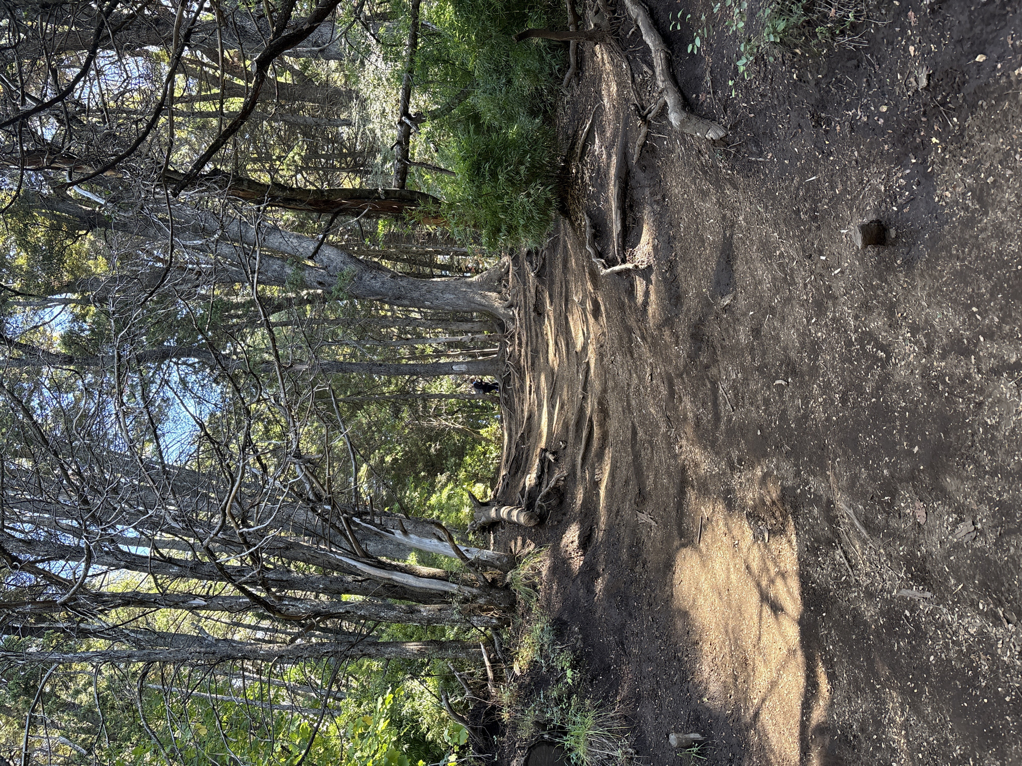 The image shows a dirt trail winding through a densely wooded area. The trail is uneven, with exposed tree roots and scattered debris. The trees lining the path are tall and slender, with bare branches reaching towards the sky. There is sparse greenery at ground level. The lighting is dappled, with sunlight filtering through the trees and casting shadows on the trail. In the distance, a person can be seen walking along the path.
Without additional information or landmarks, it is not possible to specifically identify the precise location within San Carlos de Bariloche.