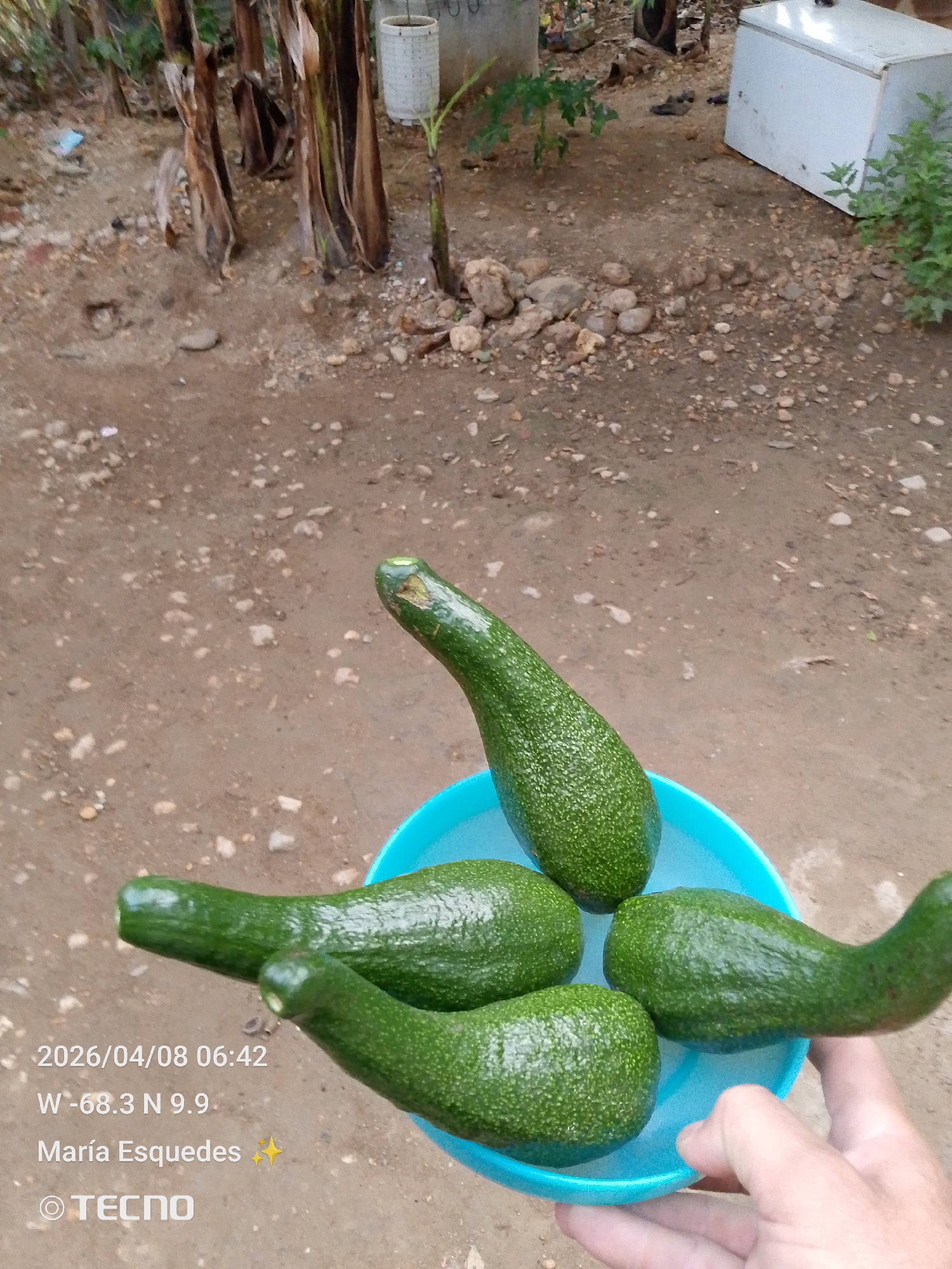 Here is a forensic description of the image:
The image presents a scene outside, possibly a backyard or rural area, given the presence of exposed soil, rocks, and some foliage in the background. In the foreground, a person is holding a light blue bowl containing four green avocados.
The avocado at the top of the bowl has a distinctive curved neck. The image includes metadata with a timestamp of "2026/04/08 06:42" and geographical coordinates: "W -68.3 N 9.9." Based on these coordinates, the location is Tinaquillo, Venezuela. "María Esquedes" is also listed in the metadata.