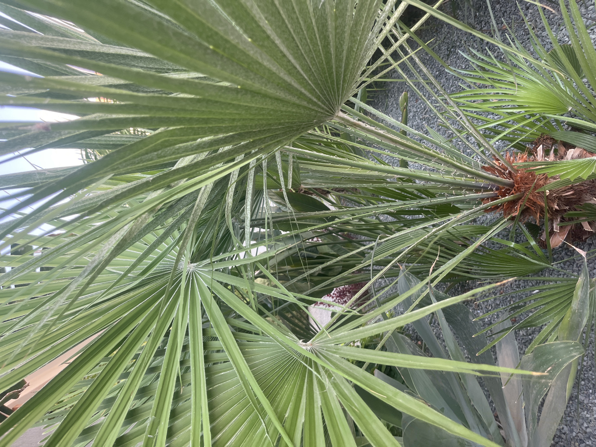 The image depicts a close-up view of palm fronds and some agave plants in a garden setting. The palm fronds are predominantly green and fan-shaped, with some showing a dusty, silver-green hue. The leaves of the agave plants are also visible, appearing broad and fleshy. The ground is covered in small, dark gray gravel. In the background, blurred elements suggest a building or fence, with a hint of orange or peach color, and possibly a glimpse of the sky. There are no people or animals present in the image. The scene appears to be outdoors in a cultivated garden, likely in a warm climate. The location is identified as Germasogeia Municipality, Cyprus.