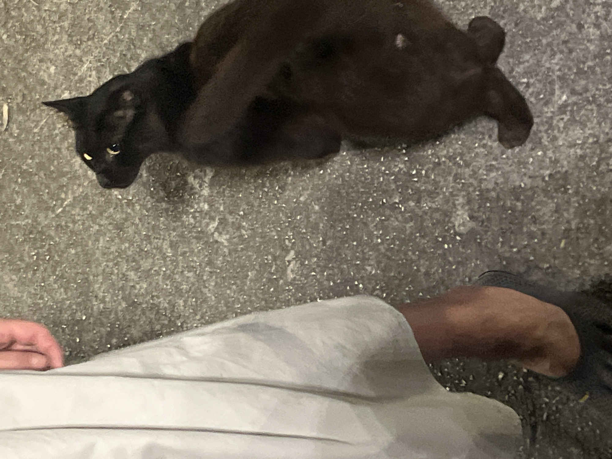 A black cat with yellow eyes is lying on a rough, gray concrete surface next to a person wearing a light-colored garment and dark footwear. The cat is positioned in the lower right quadrant of the image, facing left and looking upwards. The person's left leg and foot are visible on the left side of the image, with the leg covered by a flowing, light-colored fabric. The ground texture is consistent with an outdoor urban environment. The scene does not provide any specific clues to pinpoint the location to Budva, Montenegro.