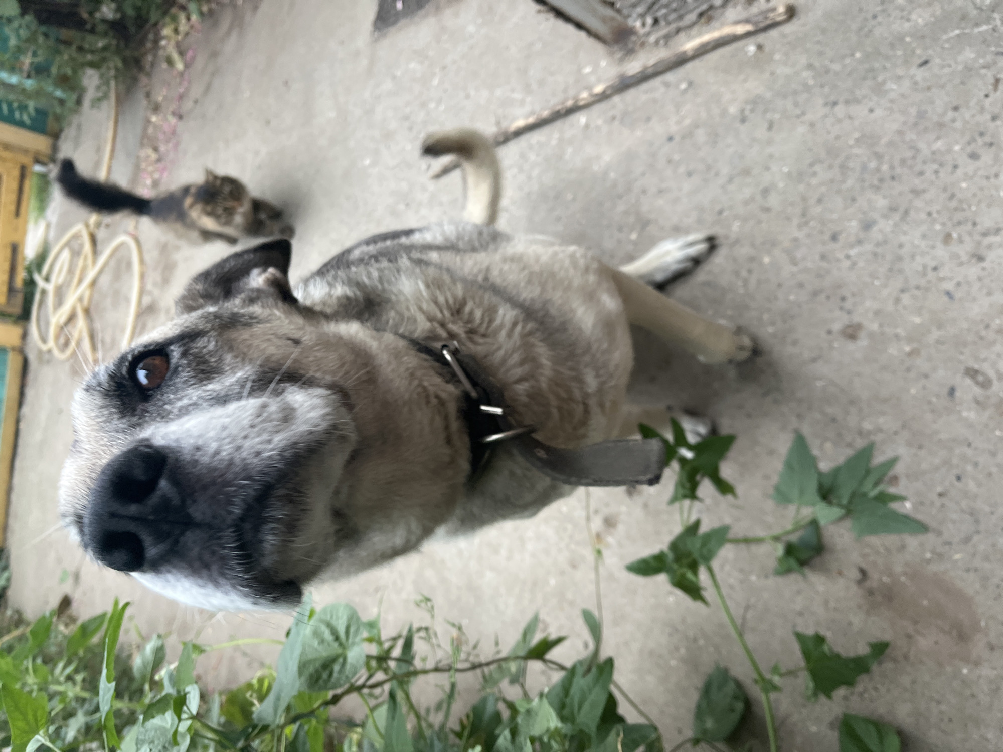 A grey and white dog with a grey collar is in the foreground, looking up. To the right and slightly behind the dog, a tabby cat with a long, dark tail walks away from the camera. The animals are on a concrete surface, possibly a pathway, with green leafy plants to the left. In the background, a yellow hose is coiled on the ground near a yellow fence and some green foliage. The environment appears to be an outdoor area in a residential setting.