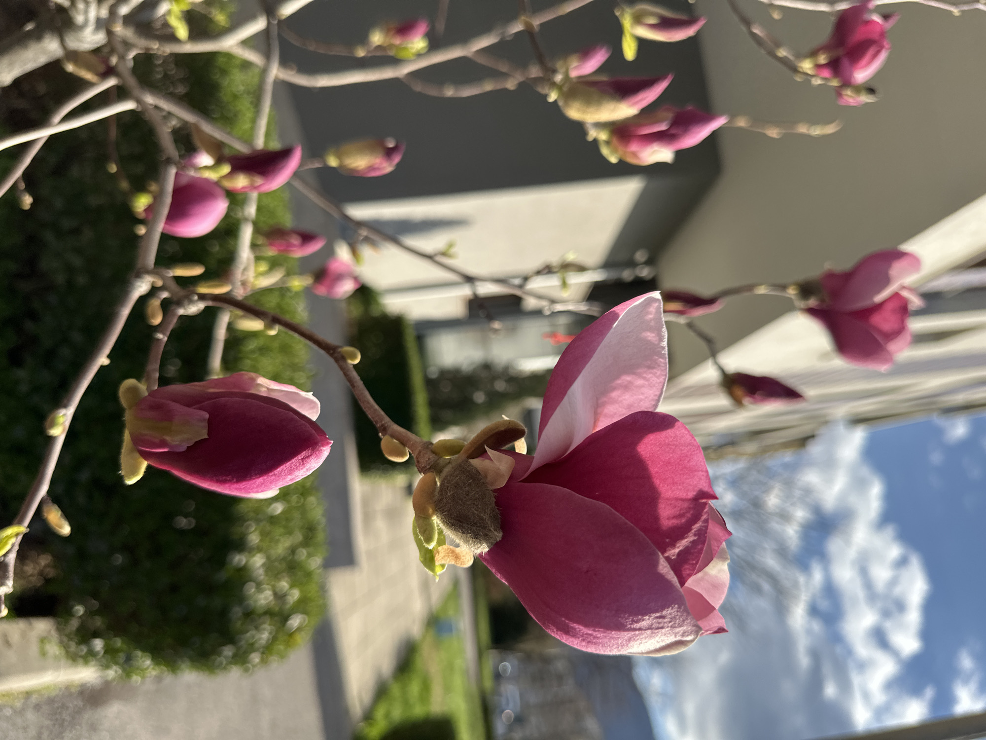 The image shows a branch of a magnolia tree in bloom, with several closed buds and one partially open flower with pink petals. The background suggests an urban setting with a building and some greenery. Given the architectural style and vegetation, it's likely this image was taken in Sofia, Bulgaria.