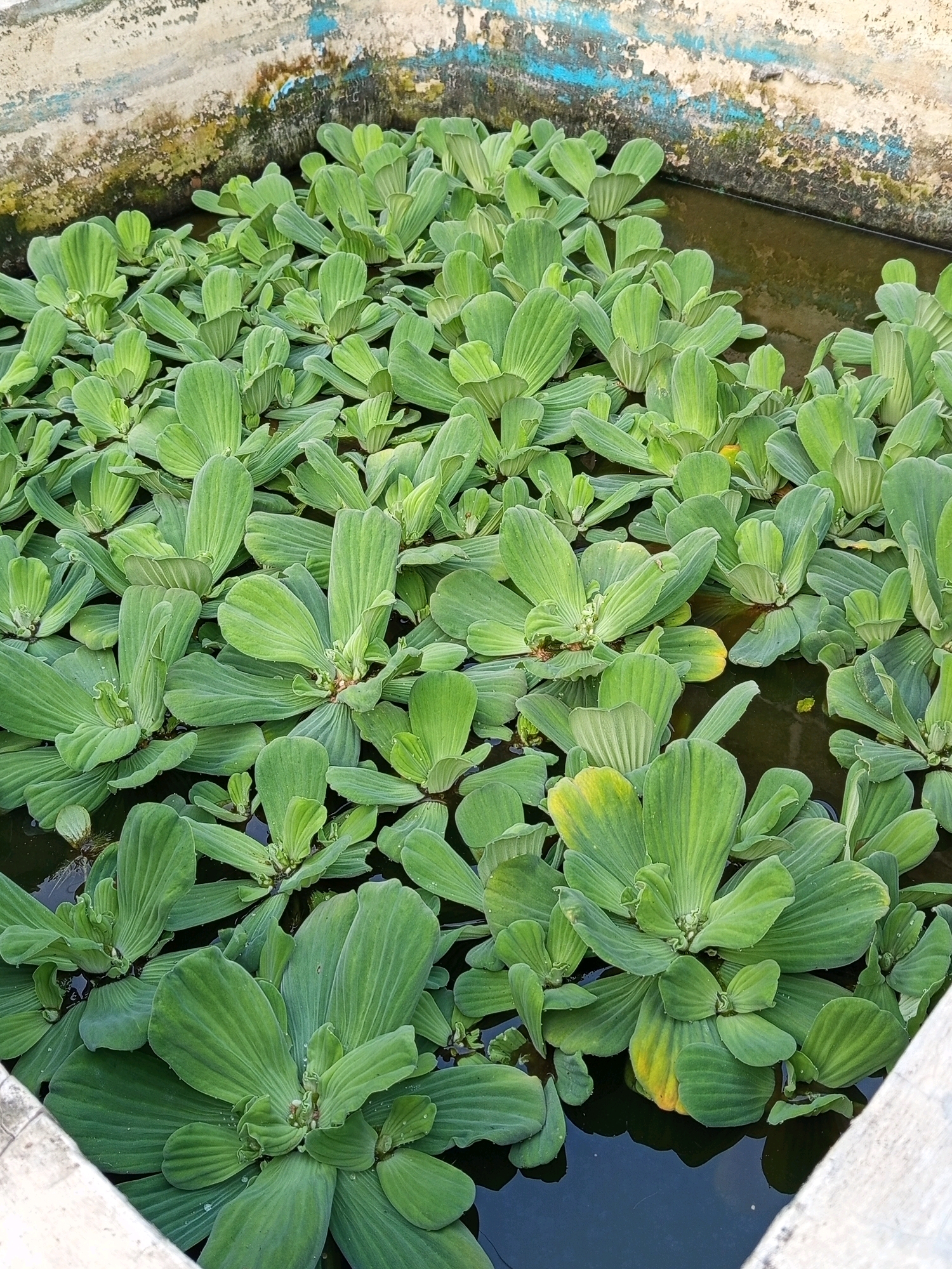 The image shows a close-up view of a pond filled with water lettuce (Pistia stratiotes). The plants are vibrant green and densely packed, covering the surface of the dark water. Some leaves show slight yellowing, indicating variations in health or exposure. The edge of the pond is visible in the foreground and upper background, with a weathered concrete structure that appears to be part of the pond's basin. The concrete has patches of discoloration and peeling paint, with shades of white, blue, and green visible. The water itself is dark and reflects the surrounding plants, obscuring any details beneath the surface. The scene is likely located outdoors, given the natural setting of the pond and the plants. The image does not contain any people or animals. The overall impression is one of a thriving aquatic environment, though the aging concrete structure suggests it might be a man-made pond in a somewhat neglected state. This scene is observed in the city of Pulung Kencana, Indonesia.