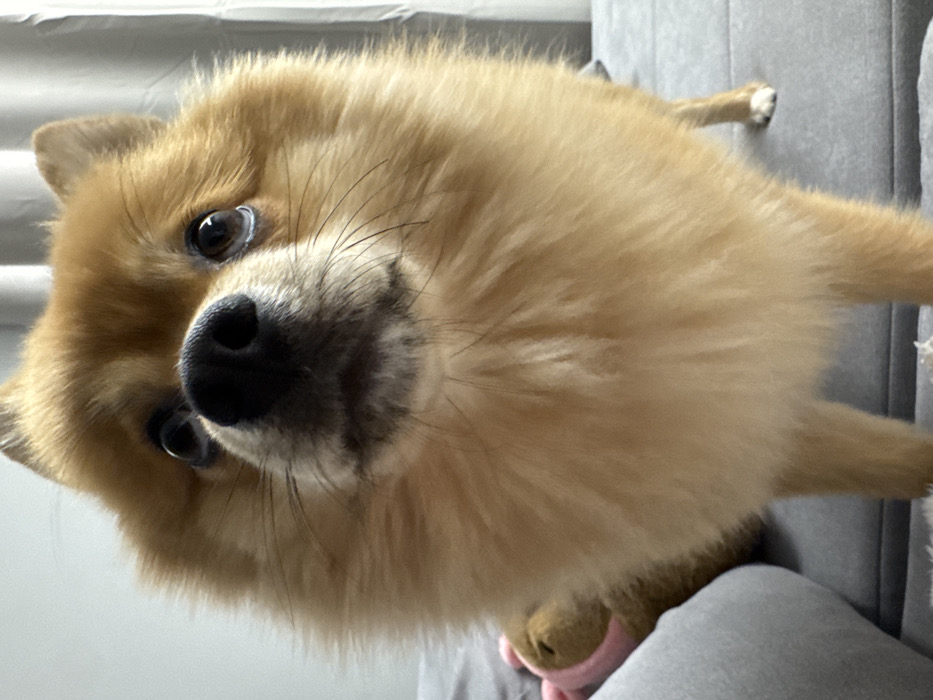 A small, light brown and orange Pomeranian dog stands on a grey upholstered surface, likely a sofa or bed, within a residence in Sofia, Bulgaria. The dog is positioned centrally, facing directly towards the viewer with its head slightly tilted upwards. Its eyes, dark brown, are focused above the camera's direct line of sight, and its black nose and visible whiskers are prominent. The dog's mouth is closed. Its dense, fluffy fur covers its entire body, with visible front legs and a partially visible rear leg on the right. To the left and slightly behind the dog, a small, pink-colored object, possibly a toy, is partially obscured by the dog's body and the grey upholstery. The background consists of a light-colored, possibly white or off-white, wall or curtain, indicating an indoor setting.