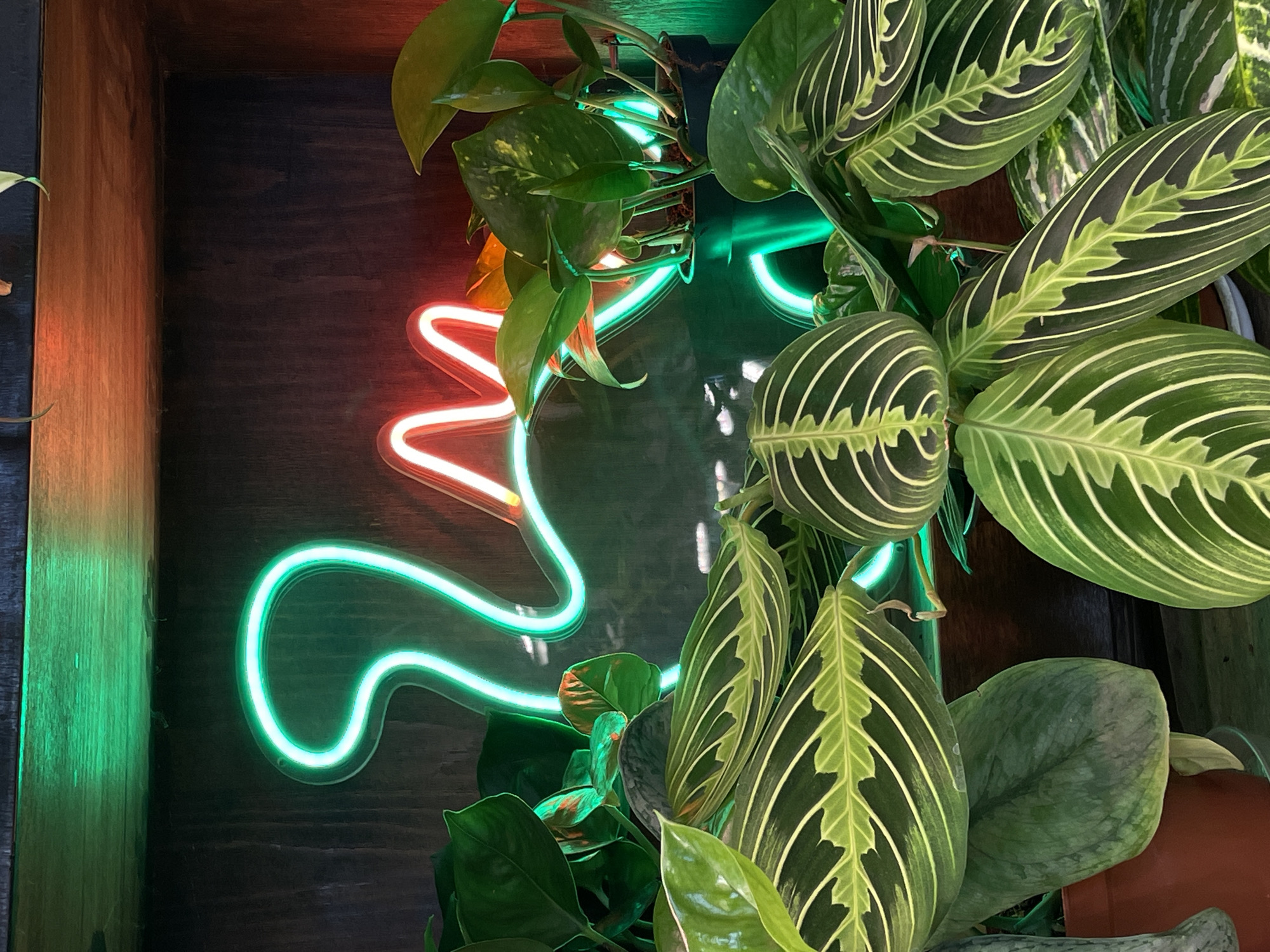An indoor close-up shot features a vibrant arrangement of green plants illuminated by a colorful neon sign. In the foreground and mid-ground, several types of leafy green plants are visible. To the left, some leaves are a solid medium green, possibly a Pothos, with subtle variegation. On the right and center, larger leaves exhibit striking patterns of light green or yellow venation against a darker green background, characteristic of a Maranta leuconeura (prayer plant).
Behind the foliage, a bright neon light forms a flowing, abstract S-like shape. The light transitions in color, starting with a vivid orange-red on the left side and gradually shifting to a bright green-teal on the right. The glow from the neon sign illuminates the nearby leaves, casting colorful reflections and enhancing their textures. The background consists of a dark, textured surface, likely wood, which contrasts with the brightness of the neon and the greenery. A wooden frame or shelf is partially visible along the left edge.
The scene conveys a modern and lively atmosphere, suggesting a trendy interior space such as a cafe, bar, or stylish home. No people or specific activities are taking place. The combination of natural plants and artificial lighting implies the image was taken indoors, possibly during the evening or in a dimly lit environment. No text is visible in the frame. The image's location context is Saint Petersburg, Russia.
