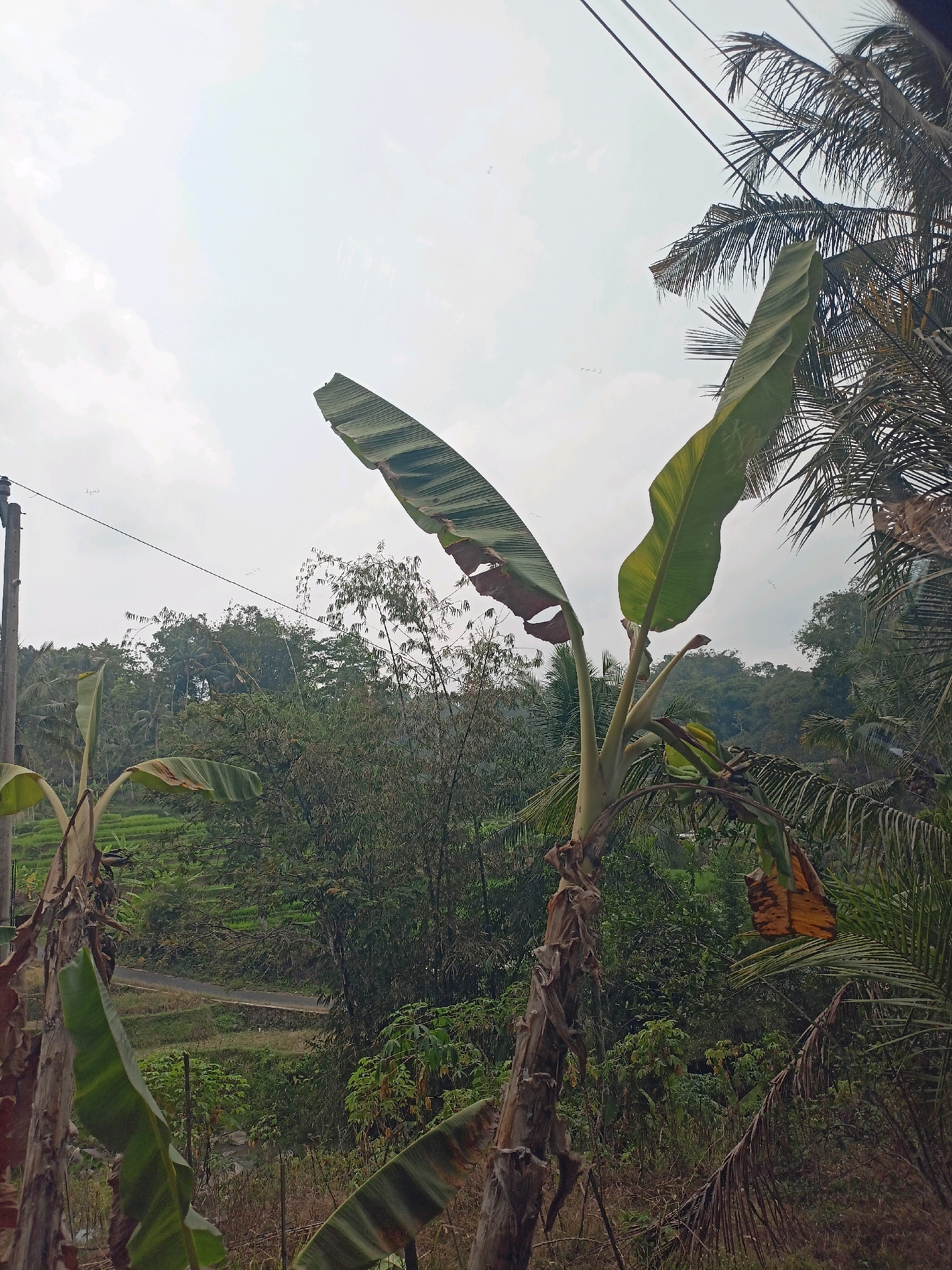 The image captures a view from a slightly elevated position, looking out over a lush, green landscape with a cloudy sky overhead. In the foreground, a banana tree stands prominently, its large, variegated leaves extending upwards and outwards. To the left, another banana tree is partially visible, showing a similar leafy structure. Further to the left, a utility pole with wires stretches across the frame, connecting to unseen infrastructure.
The middle ground is dominated by dense vegetation, including bamboo and other trees, forming a thick wall of green. Beyond this foliage, terraced rice paddies are visible, arranged in a stepped pattern on the hillside. A narrow, winding road snakes through the landscape, disappearing into the greenery. The background features rolling hills covered in trees, extending towards the horizon under a diffused, overcast sky. The overall impression is one of a rural, tropical environment, likely a village or agricultural area in a place like Ngepanrejo, Indonesia. There are no people or animals visible in the image. The scene appears tranquil and natural.