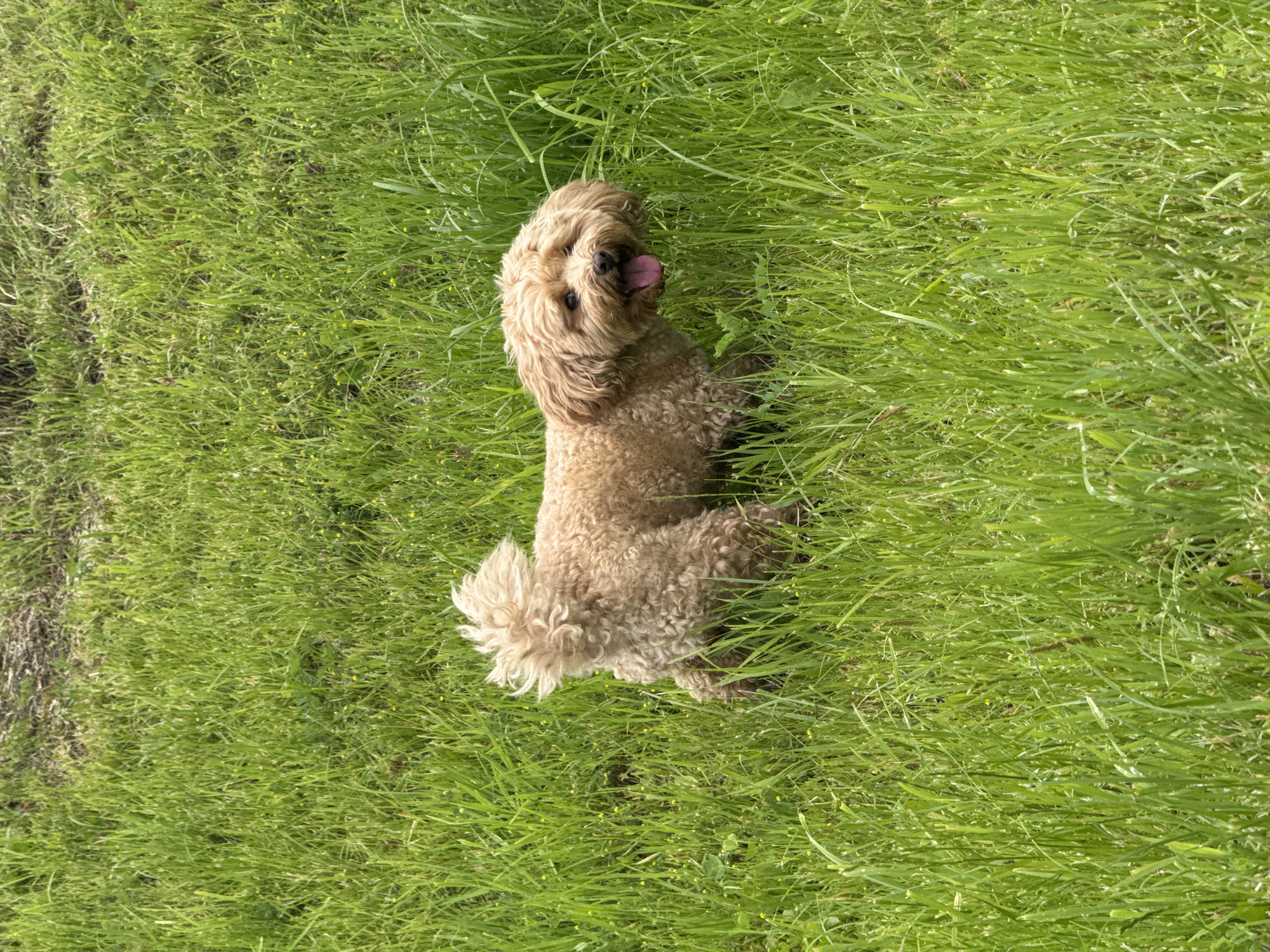 A light brown, curly-haired dog is sitting in tall, green grass. The dog is facing slightly away from the camera, with its head turned to look up. Its tongue is hanging out, and its ears are perked. The grass is lush and appears to have some small yellow wildflowers interspersed within it. The overall impression is one of a playful dog enjoying the outdoors on a sunny day. The image appears to be taken from above, looking down at the dog. There are no visible text elements in the image.