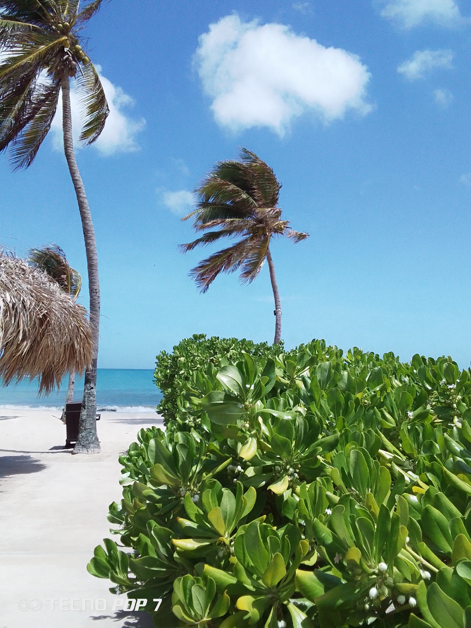 A bright, sunny day at a beach in Pedro González, Venezuela, features a white sandy beach fronted by a vibrant turquoise sea under a blue sky dotted with scattered white clouds. In the foreground, dense green foliage with small white flowers covers the ground. Two palm trees, one tall and straight and the other bent by the wind, rise from the beach. A small thatched-roof beach umbrella stands near the taller palm tree. A black trash can sits beside the umbrella. The palm tree in the center is bent and blown by the wind.