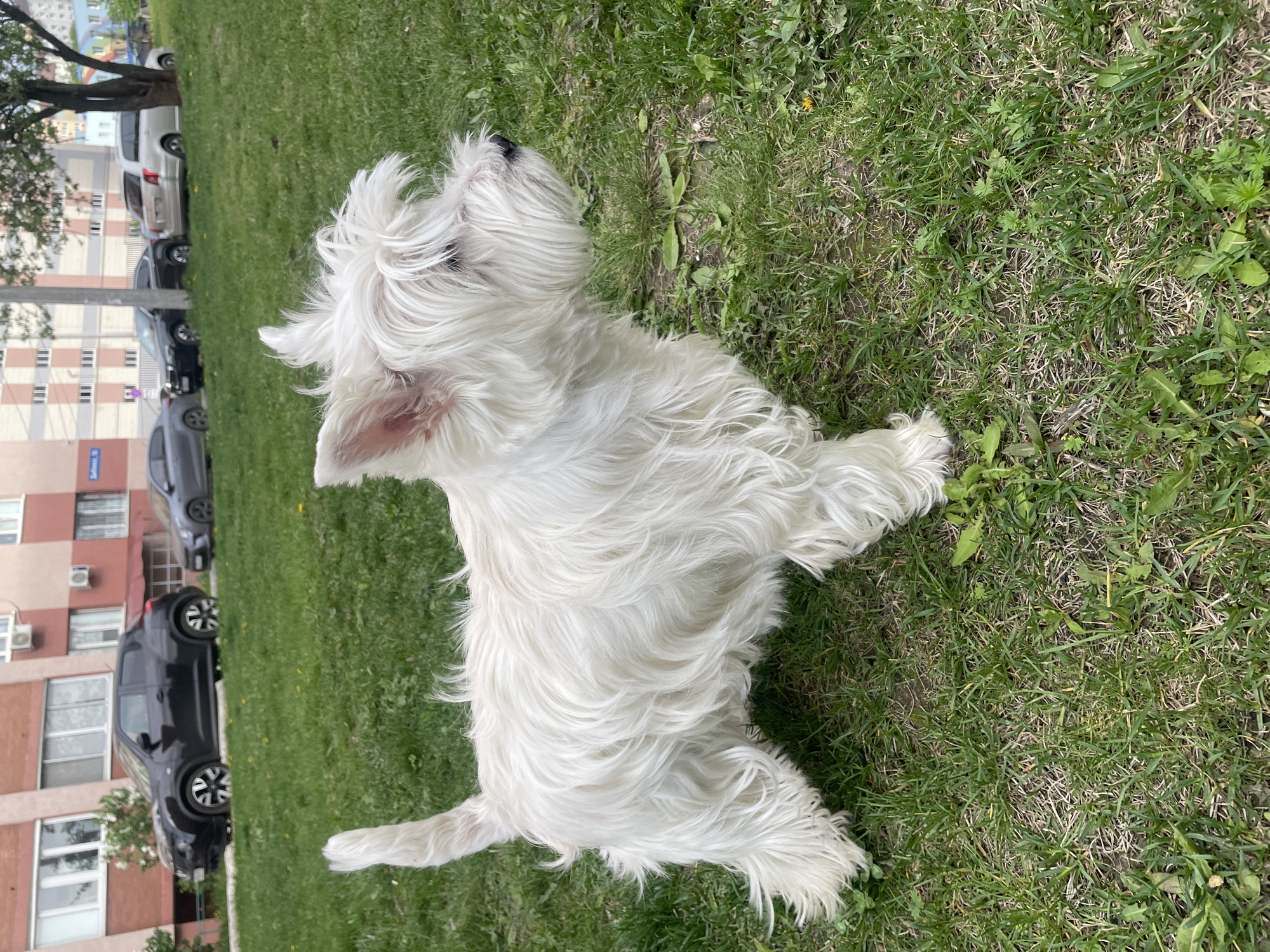 A white West Highland White Terrier is sitting on a green lawn. The dog has white, shaggy fur and is looking upward. The background shows a building and parked cars.