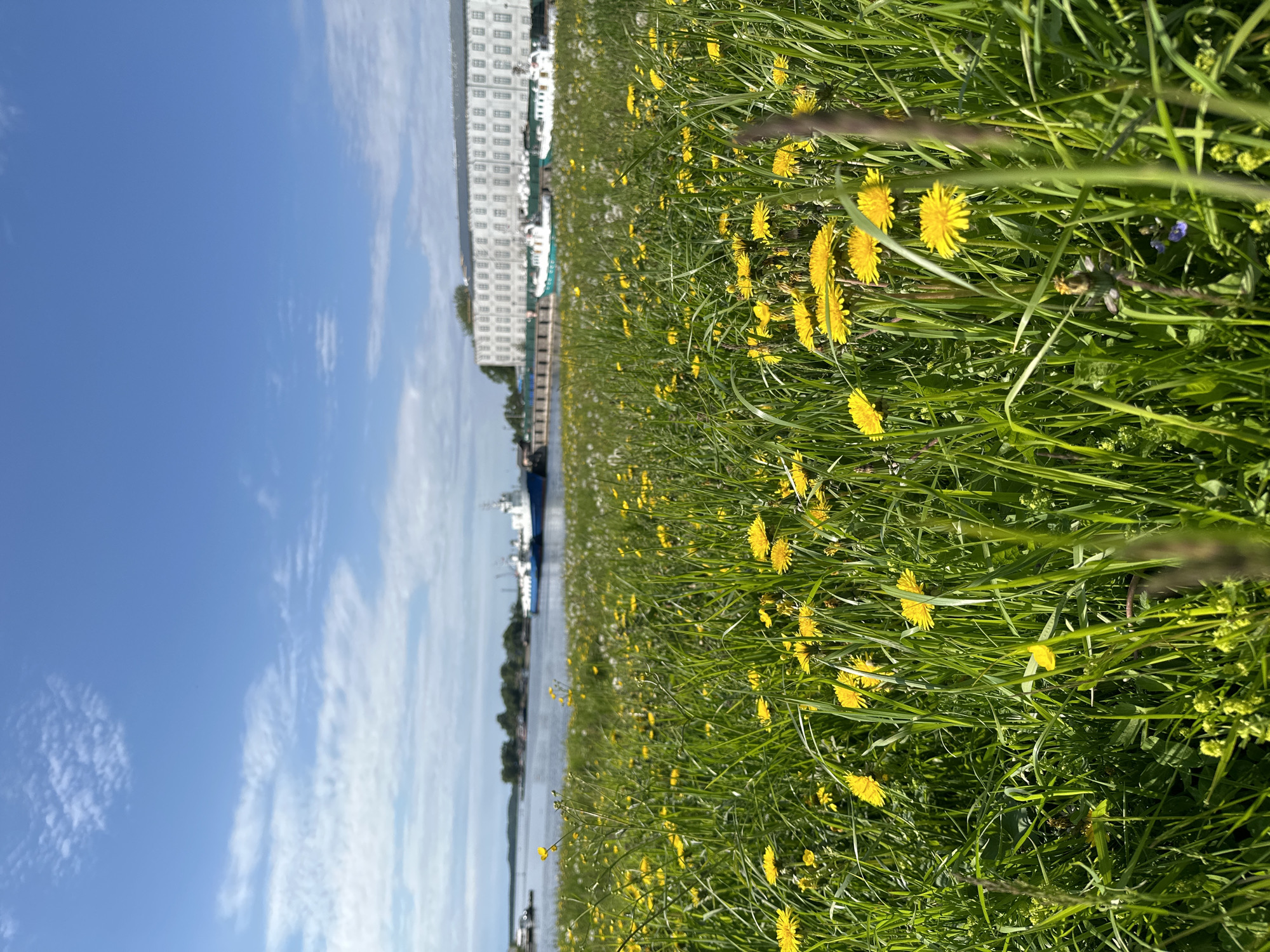 The image depicts a sunlit, natural scene in Solovetskiy, Russia, with a focus on a field of blooming dandelions and tall green grass in the foreground. In the middle ground, a body of water, likely a bay or harbor, is visible, with several boats and ships docked. One prominent blue and white vessel is partially obscured by the foreground vegetation. Further in the background, a long, white, multi-story building with numerous windows stretches horizontally across the frame. The sky above is a vibrant blue, dotted with scattered white clouds, suggesting a clear day. The overall impression is one of a tranquil, picturesque coastal landscape.