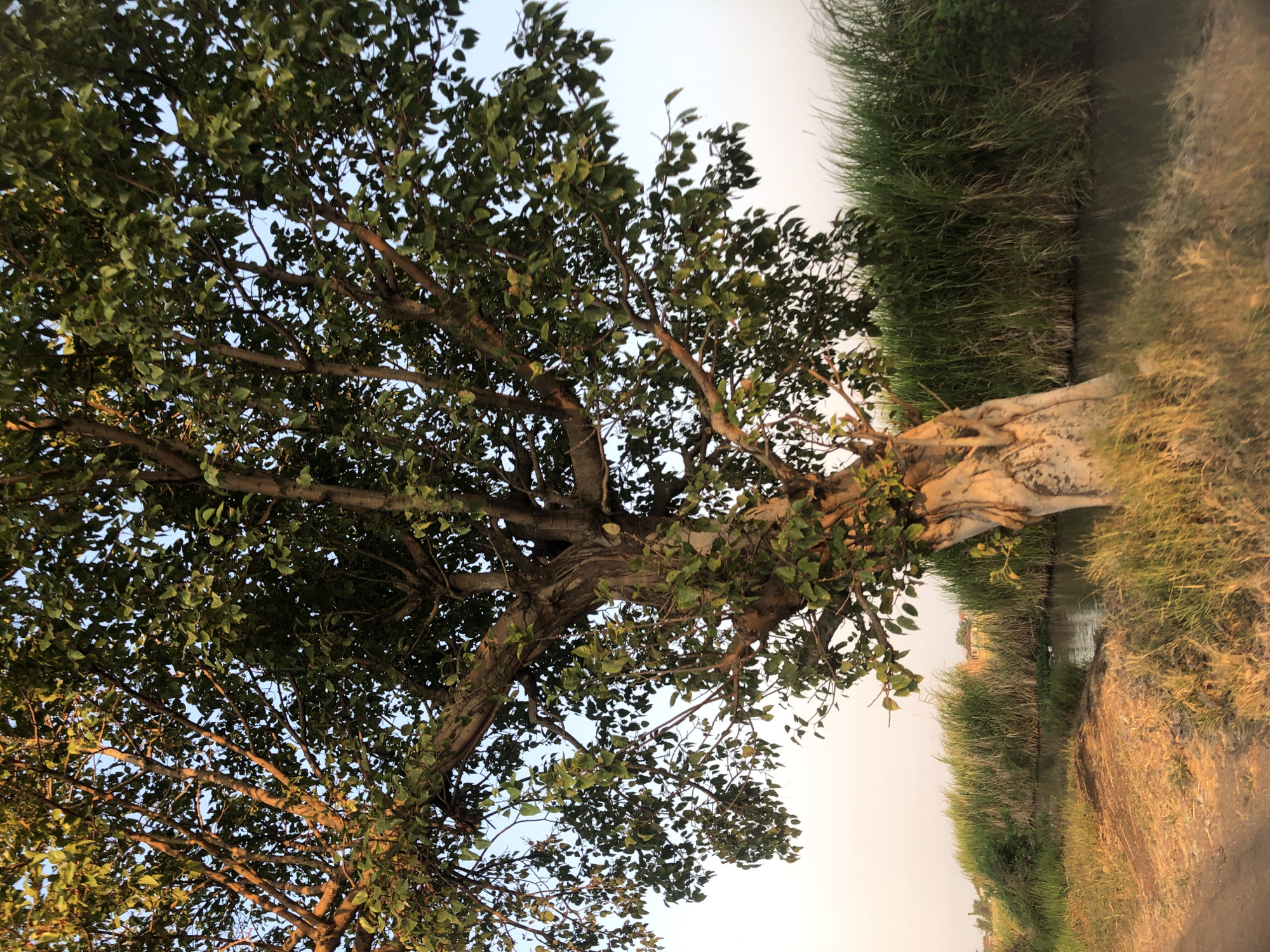 An upright, mature tree with a thick, textured trunk and a dense canopy of green leaves dominates the center of the image. Its branches extend outwards, some angled upwards and others downwards, creating a complex silhouette against the soft blue and pale orange sky. The tree is situated on the bank of a narrow, dark body of water, possibly a canal or small river. Tall, green reeds and grasses line the opposite bank and also grow along the near bank, obscuring the water's edge in places. The ground in the foreground is a mix of dry, sandy soil and patches of dry, golden grass, suggesting a rural or semi-rural environment. The lighting indicates it is either early morning or late afternoon, with a warm, golden hue cast upon the scene. The location is identified as Keboguyang, Indonesia. There are no people or animals visible in the frame. The overall impression is one of a tranquil, natural landscape.