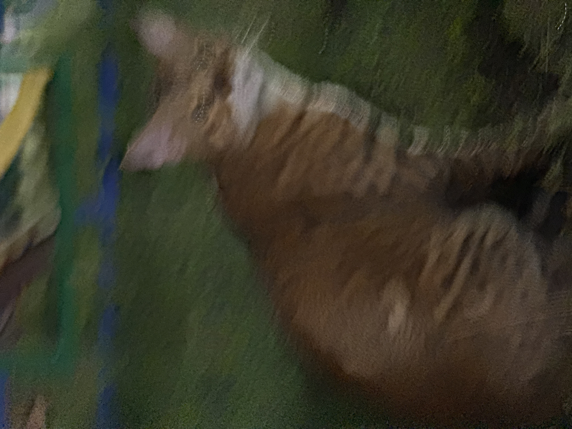 The image shows a blurred orange tabby cat sitting in a green grassy area. The background is out of focus and appears to have some blue and yellow elements, possibly a fence or structure. The cat's face is partially visible, with its ears pricked up. The lighting suggests it might be evening or nighttime. The overall impression is of an outdoor setting in a park or backyard. There is no discernible information in the image that could pinpoint a specific location within the city of Kurgan, Russia.