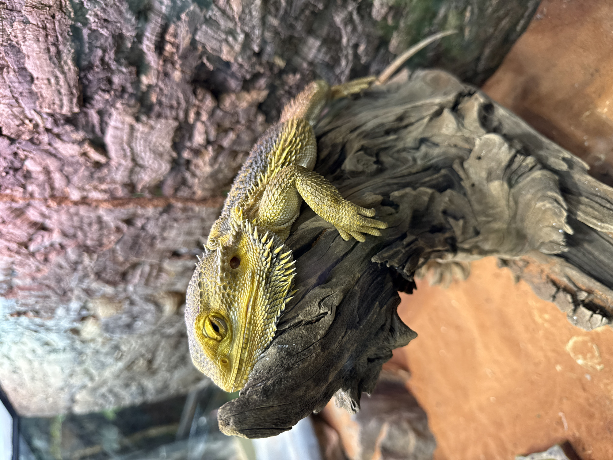 A bearded dragon rests on a piece of driftwood inside a terrarium. The reptile is yellow and grey, with spikes along its neck. The terrarium appears to be located indoors. The location of Kogalym, Russia, cannot be confirmed with the visible information.