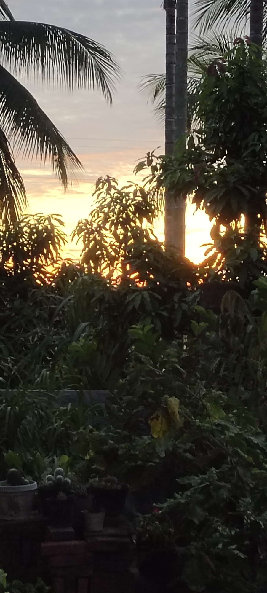 The image, likely taken in Lhokseumawe, Indonesia, depicts a dense, green landscape at dawn or dusk. The foreground is filled with a variety of plants and foliage, partially obscuring the view. A brick structure supports several potted plants in the lower left corner. The middle ground features silhouettes of trees, including palm trees visible in the upper left and right corners. The background reveals a vibrant sunset or sunrise with an orange and yellow glow illuminating the sky through the trees. The sky itself is a mix of light grey and pale yellow. The overall scene captures a tropical environment with a strong emphasis on the natural beauty of the region.