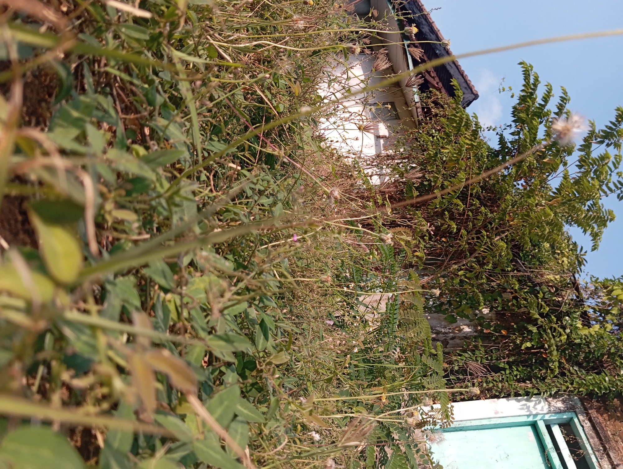 The image depicts an overgrown area of vegetation in front of a building with a white facade and a brown tiled roof. A portion of a light blue door is visible on the right side of the building. The vegetation consists of various plants, including tall grass, leafy plants, and some flowering weeds, obscuring the lower part of the building. The sky is clear and blue. The scene appears to be a residential area in Pandaan, Indonesia, characterized by the typical architecture and vegetation found in such locations. There are no people or animals visible in the frame, and the focus is on the natural overgrowth against the backdrop of a building. The lighting suggests it is daytime, with sunlight illuminating the scene.