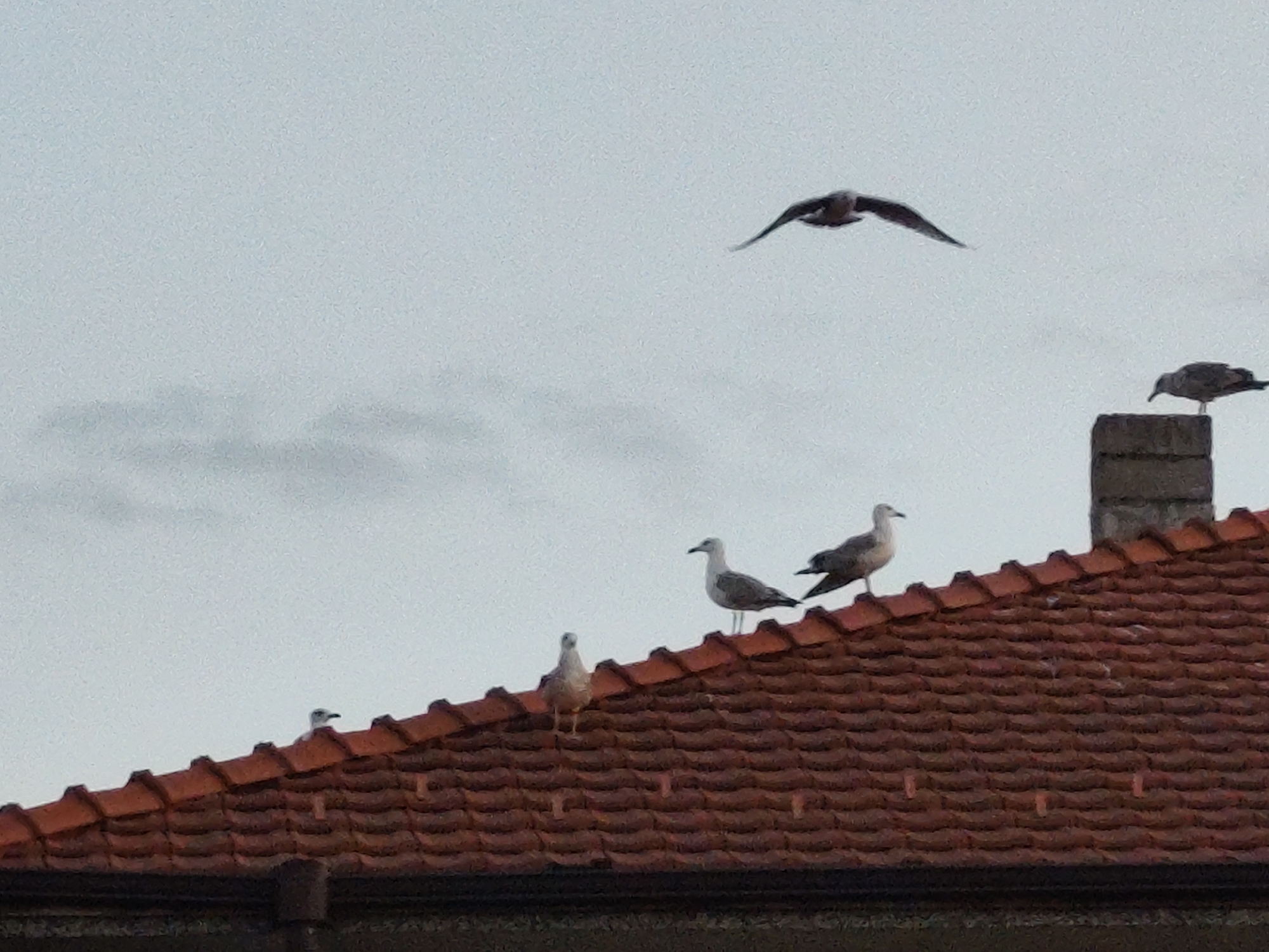 The image captures a cloudy sky above a red-tiled rooftop, likely in Montana, Bulgaria. Several seagulls are present. One seagull is in flight in the upper center of the frame. On the rooftop, there are five seagulls. One is perched on a brick structure on the right side. The others are scattered across the tiled surface, with one appearing to be standing near the edge of the roof and another looking towards the viewer. The overall scene suggests an outdoor urban environment, possibly a residential area given the rooftop architecture.
