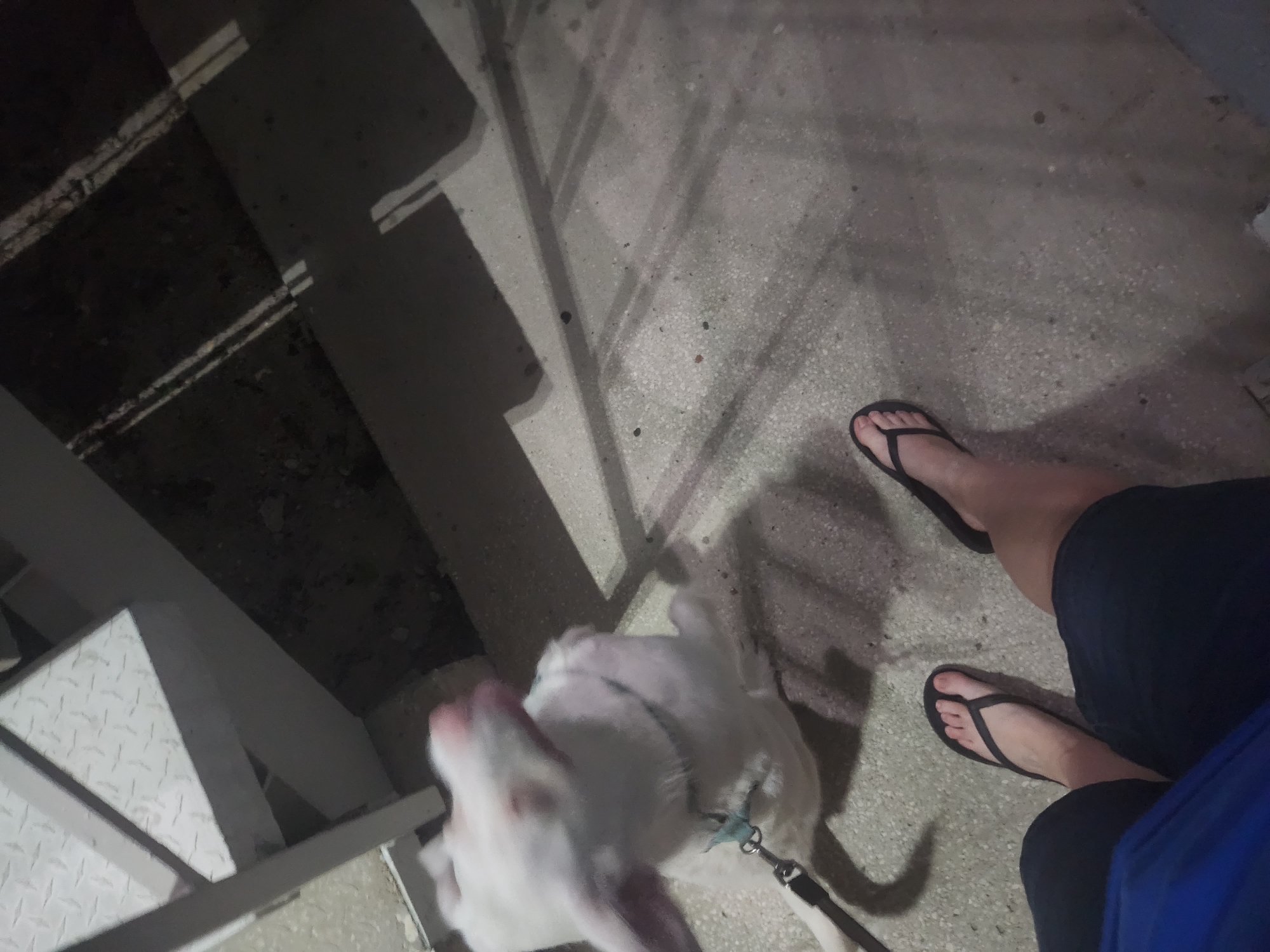 A white goat, on a leash, is on a concrete surface next to a metal staircase. The goat's head is blurred as it moves. The photographer's legs, wearing black flip-flops and dark shorts, are visible in the foreground. The scene appears to be outdoors in a dimly lit area. The location is Altamonte Springs, United States of America.