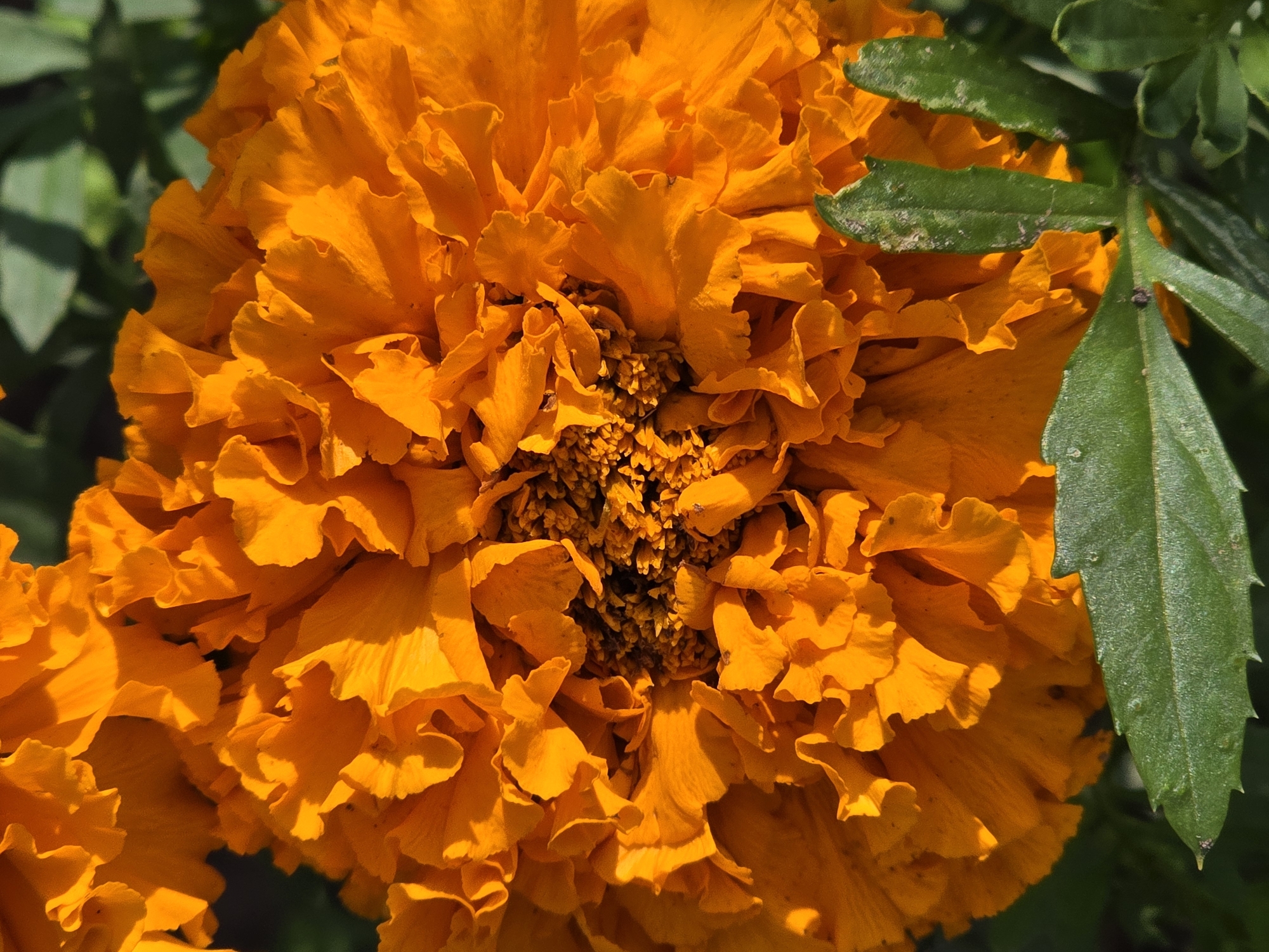 A close-up, top-down view of a bright orange marigold flower is presented, with its ruffled petals filling the frame. The center of the flower is darker and textured with small seed-like structures. To the bottom right, a few serrated green leaves are visible, some with water droplets, and the background consists of blurred green foliage. The image is devoid of any people or human activity, depicting a natural scene. This image was taken in Ермолаево, Russia.