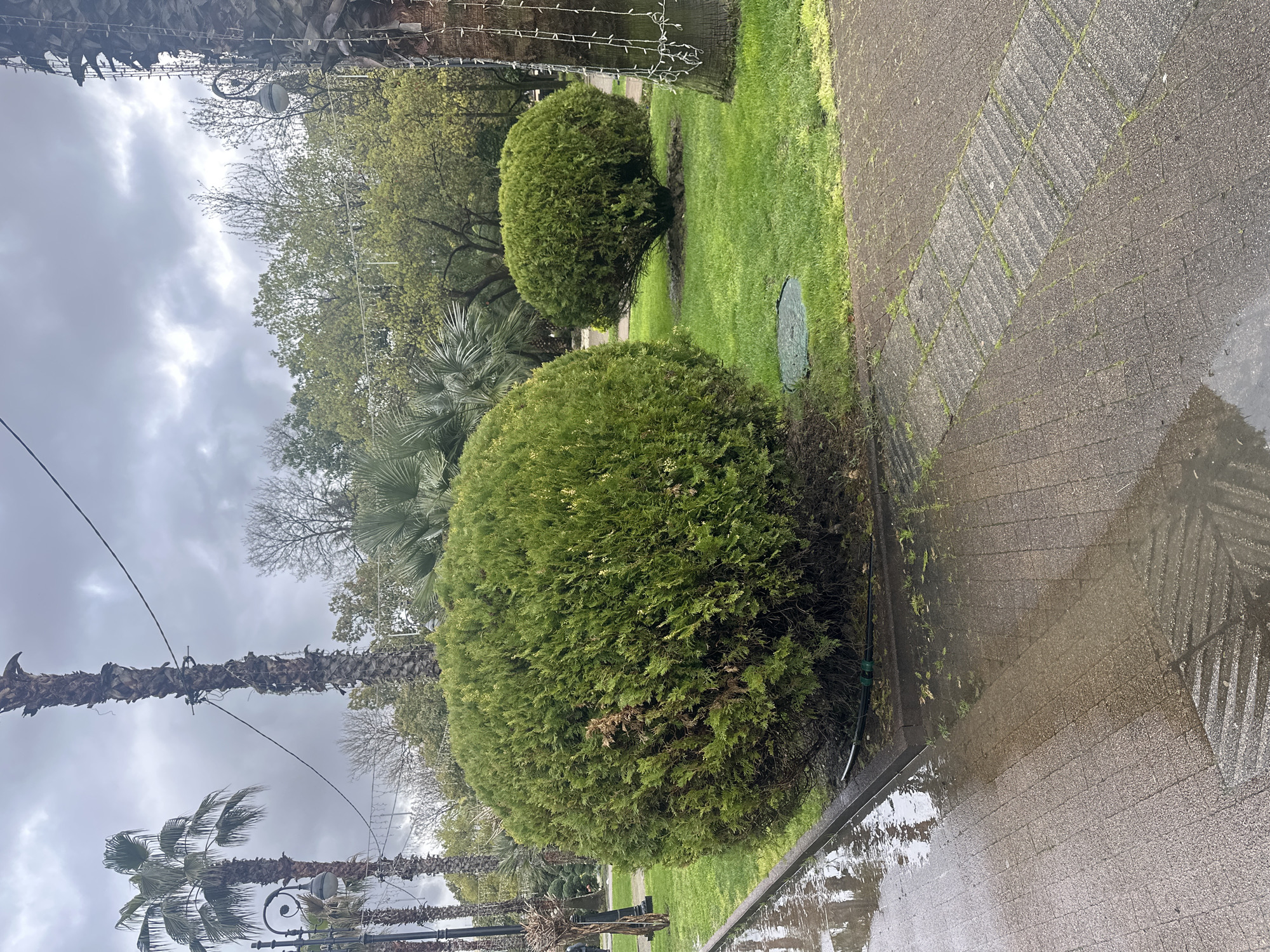 The image shows a park setting in Sochi, Russia, on a cloudy day after rain. Two spherical bushes, one larger and closer to the viewer than the other, are prominently featured. Adjacent to the bushes is a paved walkway with puddles reflecting the overcast sky. Palm trees are visible in the background, and a string of lights is strung overhead.