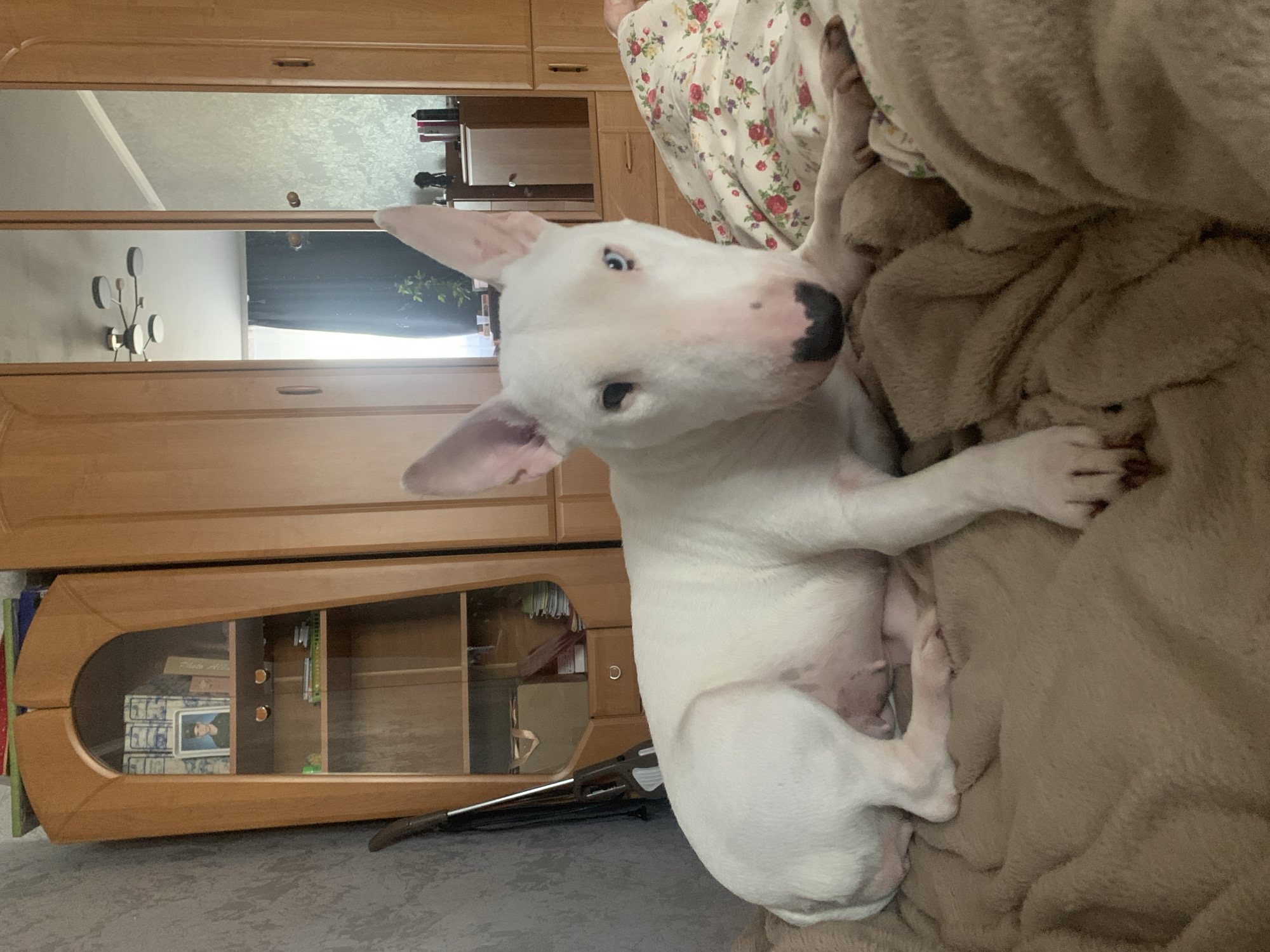 A white Bull Terrier dog is lying on a brown blanket, likely indoors. A person wearing a light-colored floral shirt is visible in the background. A wooden cabinet with glass doors is to the left. The reflection in the cabinet's glass doors shows a chandelier, ceiling, and window. A vacuum cleaner is partially visible on the floor near the cabinet. The photo was taken in a room with wooden furniture. The specific location is not discernible, but a general location of Chaikovsky, Russia is mentioned.