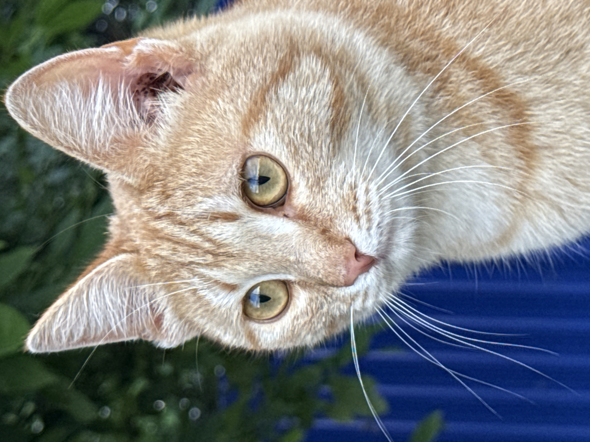 A detailed, close-up, head-and-shoulders portrait captures an adult ginger tabby cat in an outdoor setting in the city of Алегазово, Russia. The cat possesses short, clean, orange-brown fur with visible darker tabby stripes across its forehead, cheeks, and a lighter cream-white underbelly and muzzle. Its large, round eyes are a striking golden-yellow with narrow, vertical pupils reflecting ambient light, suggesting an alert state. A delicate pink nose and numerous long, white whiskers extend from its muzzle. Both pointed ears are erect, with the inner right ear (viewer's left) showing a cluster of small, dark specks within the ear canal, possibly debris or markings. The cat's head is angled slightly to its left, with its gaze directed off-frame to the left. The background consists of dark green, out-of-focus foliage on the left and upper sections, transitioning to a distinct dark blue corrugated metal fence or wall in the lower right, providing a contrasting backdrop. No other subjects or specific actions are discernible.