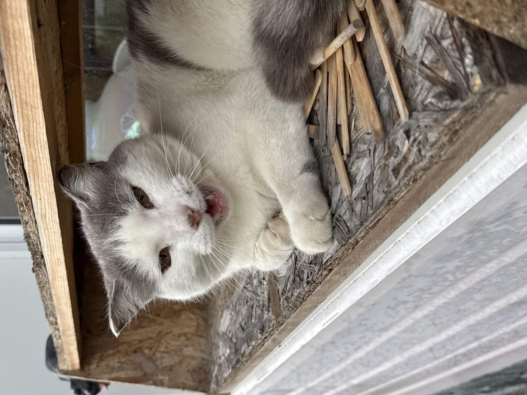 A domestic cat with white and grey fur is lying on a wooden surface, with its mouth open as if yawning or meowing. The cat is positioned in what appears to be a wooden enclosure or shelter, possibly a cat house or a birdhouse repurposed for a cat. The enclosure is constructed from rough-hewn wood and particleboard, with some popsicle sticks scattered on the surface where the cat is lying. In the background, out of focus, another dark-colored animal, possibly a cat or dog, is visible, with its tongue sticking out. The overall environment suggests an outdoor setting, possibly in a yard or a natural area. The specific location in the city of Мичуринское, Russia cannot be determined from the visual information alone.