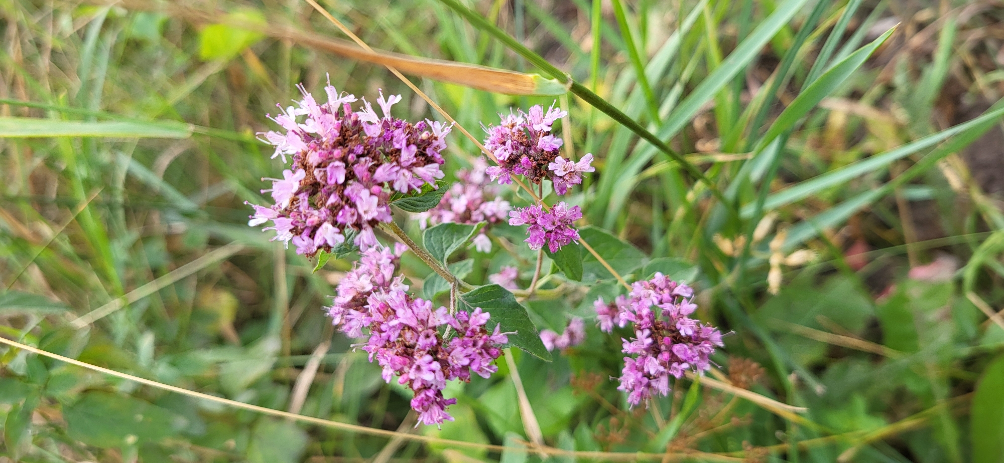 The image shows a close-up, vertical view of wild marjoram flowers (Origanum vulgare) in a natural setting. The flowers are small, clustered in dense spikes, and predominantly a soft pink or lilac color, with some individual florets exhibiting lighter pink and white hues. They are arranged on thin, green stems with small, ovate green leaves. The background is a blur of green foliage and blades of grass, with some dry, straw-colored stalks interspersed. The lighting suggests an outdoor environment, possibly a field or meadow, under natural daylight. No people or man-made structures are visible in the frame. The context of Сырымбет, Kazakhstan, suggests this image was taken in a rural or semi-rural area within that region.