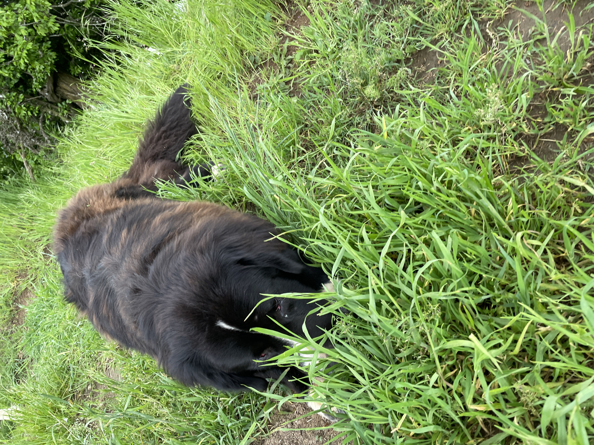 A large, dark-furred dog with a white stripe on its head lies in green grass. The environment consists of dense, tall grasses with patches of bare earth visible between the blades. It is not possible to verify the location as Zlatograd, Bulgaria, from the image alone. No people are visible. The dog appears to be resting.