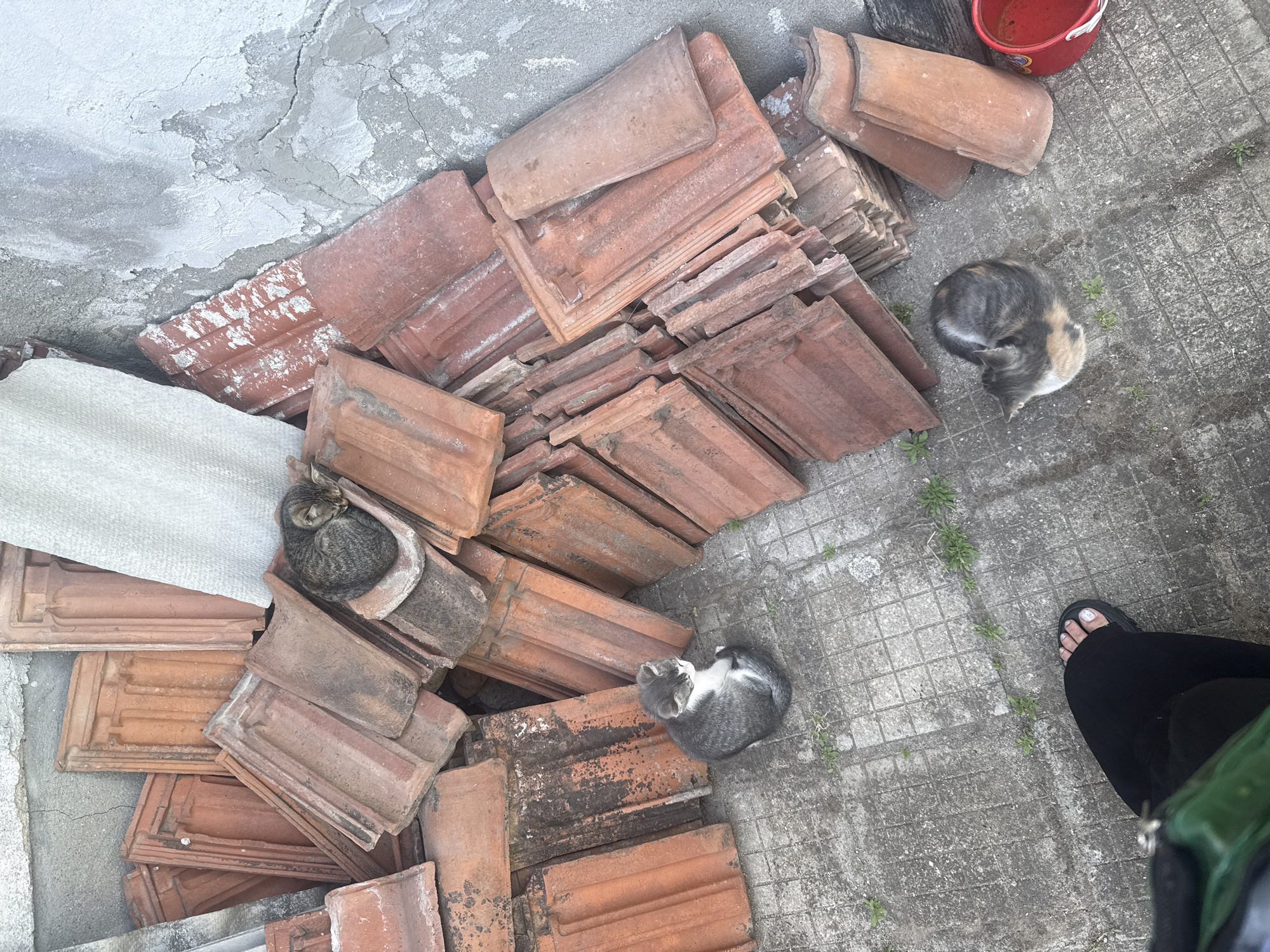 The image, taken in Dalbok Izvor, Bulgaria, depicts a pile of weathered, terracotta-colored roof tiles resting on a concrete surface adjacent to a wall with cracked plaster. Two cats are present; one is curled up, asleep amongst the tiles, while the other is curled up on the concrete surface. A red plastic bucket sits near the tiles. A person is partially visible in the lower right corner, wearing black pants and a sandal-clad foot. Small plants sprout in the cracks of the concrete.