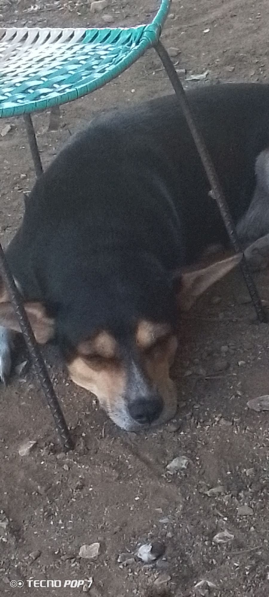 A black and tan dog is sleeping on the ground, nestled partially under a blue and white woven chair. The dog's eyes are closed, and its head is resting on its paws. The ground appears to be dirt or gravel, with a few small rocks scattered around. The setting is outdoors, possibly in a yard or open area. The lighting suggests it could be daytime, but the presence of shadows isn't clear enough to determine the exact time of day. The dog appears to be relaxed and comfortable. The image also shows a watermarked text at the bottom left corner that reads "TECNO POP 7". There are no people visible in the image.