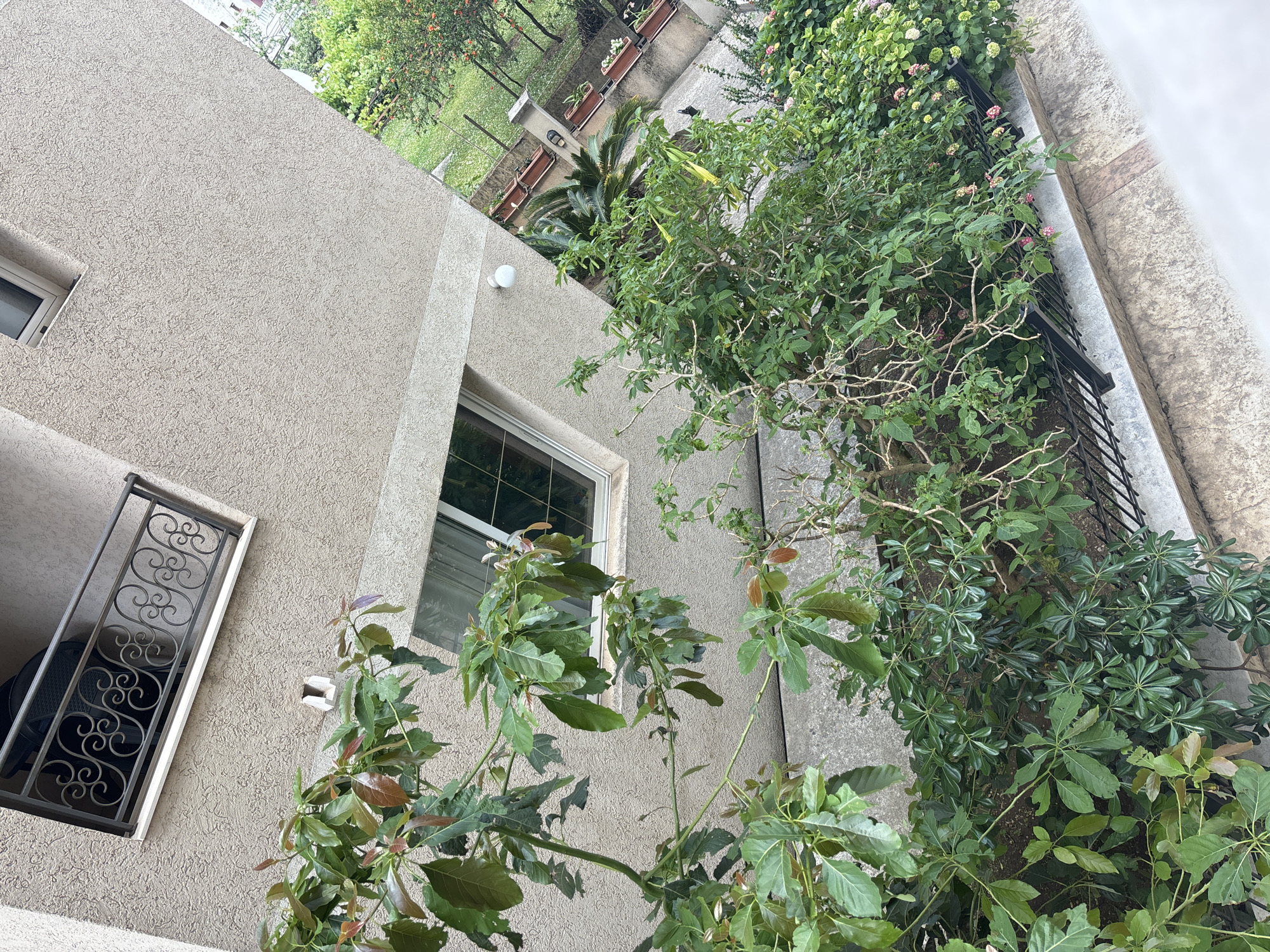 A street-level perspective shows the exterior of a building in Budva, Montenegro. The building is beige stucco, with a window on the first floor and a decorative wrought-iron balcony. The balcony faces left. The building also features a wall-mounted light fixture. The wall abuts a concrete sidewalk, overgrown with foliage: small trees, leafy plants, and flowering bushes. Further up the building is a narrow strip showing a row of houses with flowering pots along their ledges, suggesting a garden or courtyard above.