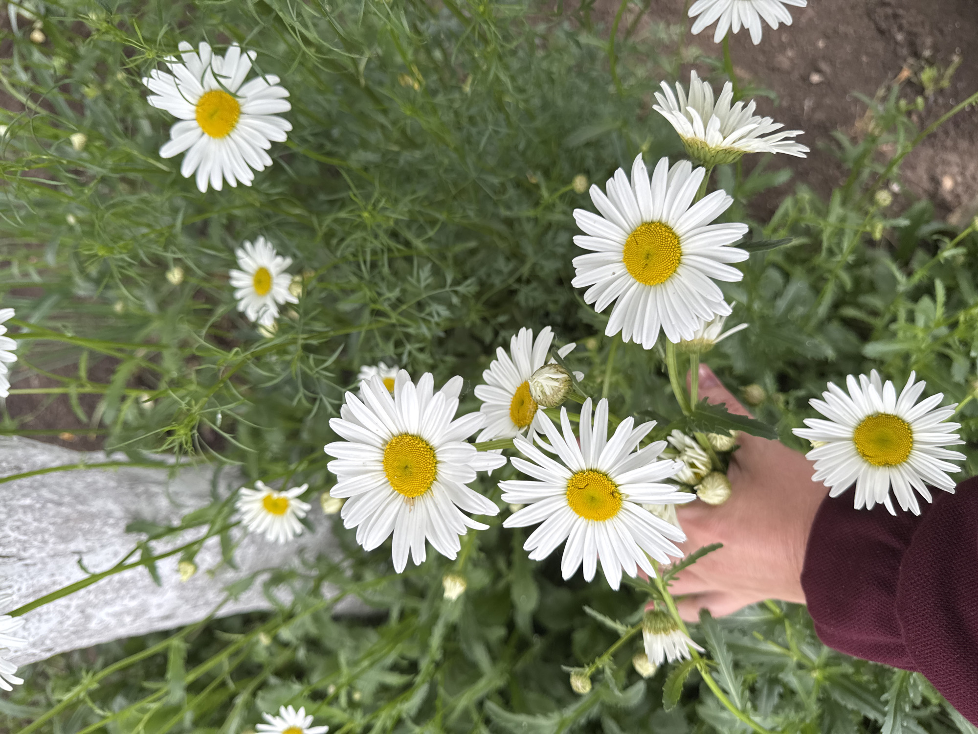 This image, reportedly set in the city of Chaikovsky, Russia, depicts an outdoor scene dominated by numerous white and yellow daisies and dense green foliage. A light-colored, possibly whitewashed, tree trunk is visible in the upper left background. Numerous Shasta daisies (Leucanthemum × superbum) are scattered throughout the frame, characterized by white ray florets and prominent yellow disc florets. Some daisies are fully open, while others are in bud or partially bloomed. The foliage is consistently green, featuring slender, deeply lobed leaves typical of the daisy plant. A human hand, positioned in the lower-middle left, extends into the plant cluster, its fingers reaching towards the flowers. The hand's wrist is covered by a maroon-colored garment sleeve. The ground is visible in certain areas as dark brown soil. The lighting appears natural and diffused, indicating an outdoor, possibly overcast, environment.