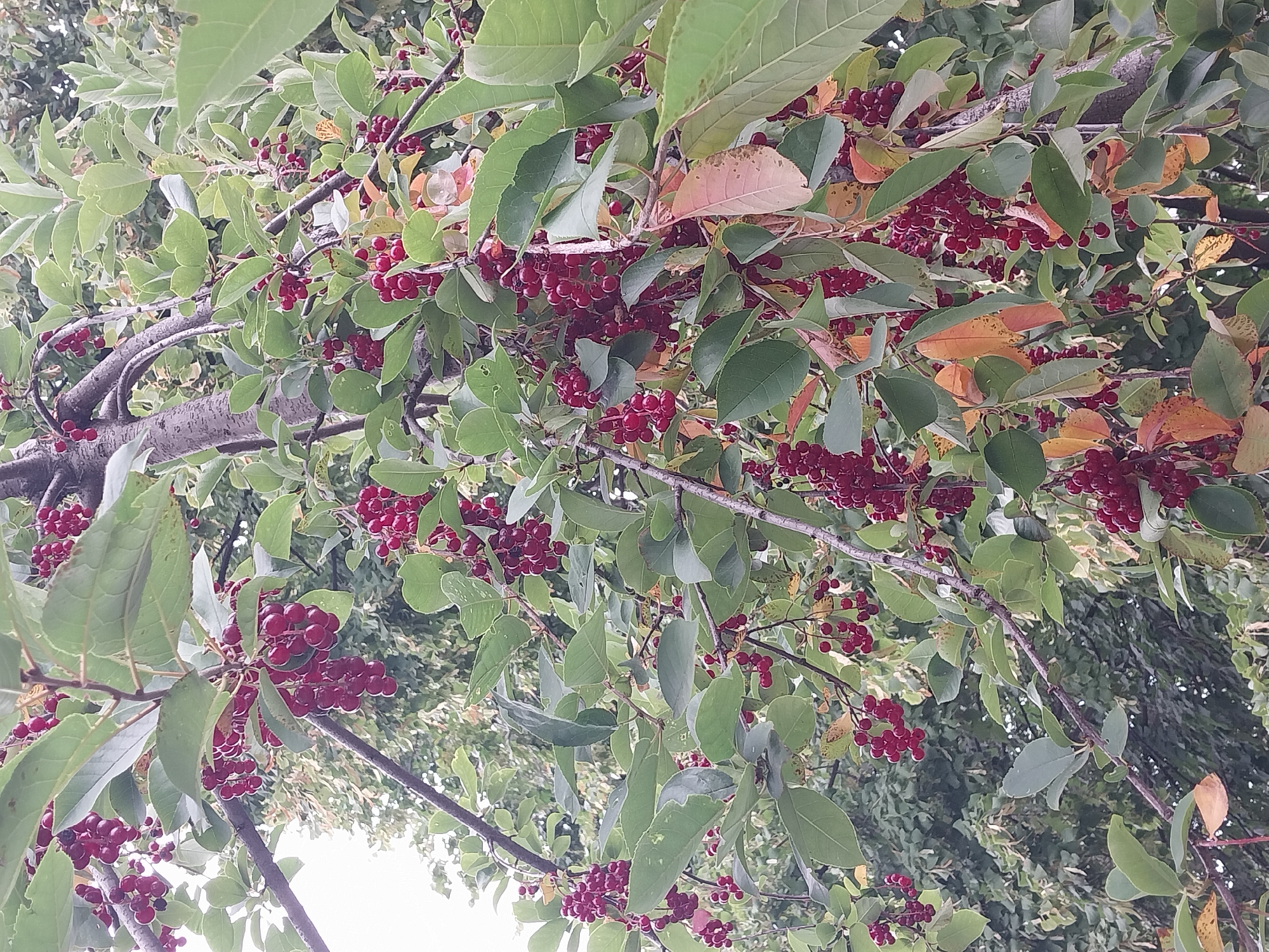 A close-up, vertical, outdoor, eye-level shot shows a cluster of dark red berries growing on a tree branch. The berries are small and round, and they hang in bunches from slender stems. They are a deep, rich red color, with some appearing almost black. The leaves of the tree are a vibrant green, and some have begun to turn yellow and orange, suggesting it is autumn. The background is a blur of green foliage and branches, indicating that the tree is part of a larger grove or forest. The lighting is soft and diffused, with no harsh shadows. The image appears to have been taken in natural daylight. There are no people or animals visible in the frame, and no man-made objects. The scene is peaceful and natural, evoking a sense of the changing seasons. This image was captured in Doslidne, Ukraine.