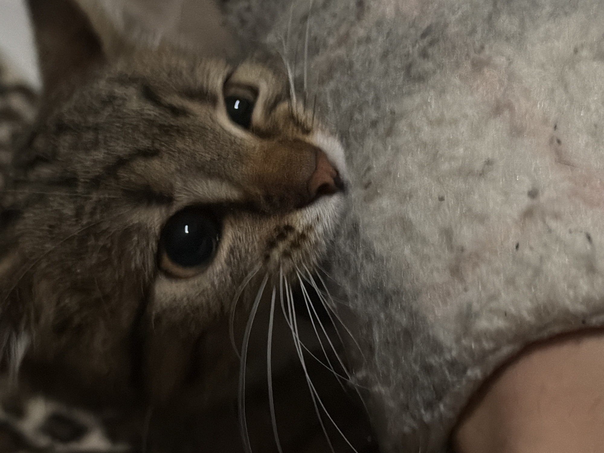 The image presents a close-up forensic view of a domestic tabby cat, located in the city of Unknown, Unknown. The feline's head occupies the upper two-thirds of the frame, resting on a textured surface. The cat exhibits a brown and grey striped tabby coat pattern. The right eye is prominent, featuring a fully dilated black pupil with a distinct small, vertical white light reflection. The left eye is partially visible towards the upper right, also displaying pupil dilation. The cat's nose is small and pink, and a series of long, white whiskers extend horizontally from its muzzle. The cat's head is positioned on a light grey, fibrous material, consistent with a blanket or coarse fabric, which fills the lower portion of the image. This material displays minor dark specks and irregularities in its texture. A segment of human skin, light-toned and curved, is visible at the extreme lower-left corner of the image, indicating close proximity. The background above the cat is dark and indistinct, with faint patterned elements barely discernible. The scene is illuminated by dim, ambient light, as evidenced by the cat's dilated pupils.