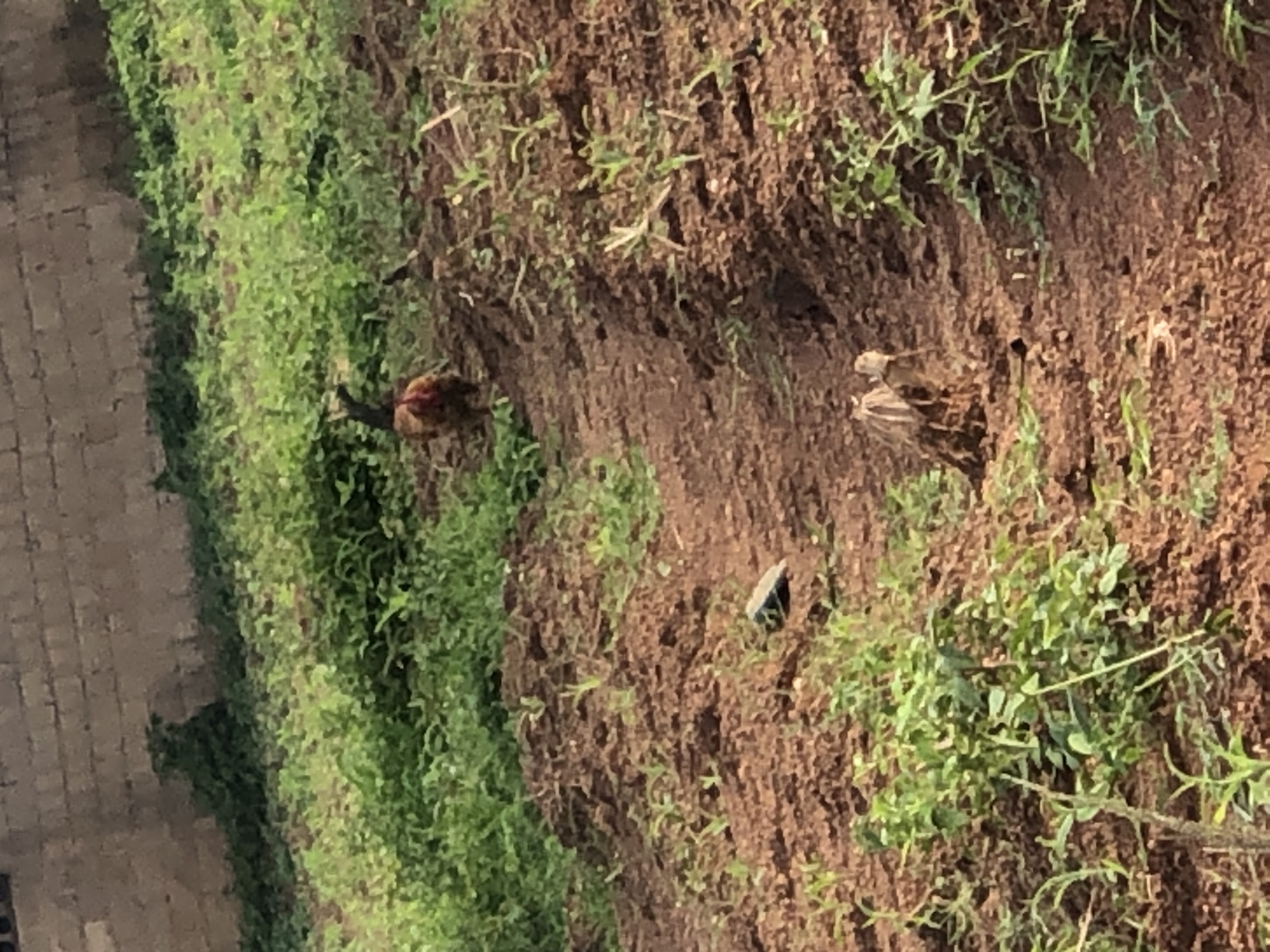In Katon Rikkos, Nigeria, a chicken walks on a dirt path in a rural area. The chicken is brown and red. The path is surrounded by green grass and brown soil. In the background, a brick wall can be seen.