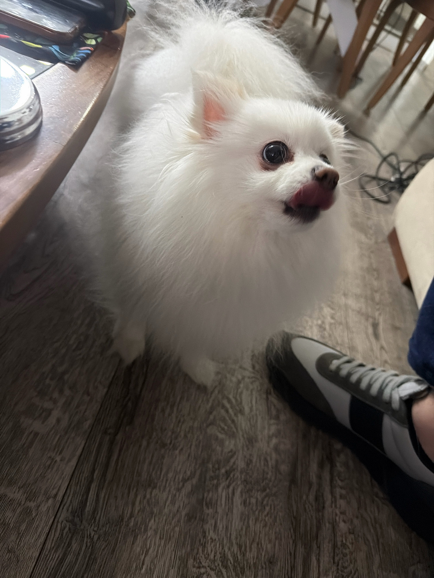 A fluffy white Pomeranian dog with its tongue out is looking up at the camera on a wooden floor in a residential setting, possibly an apartment or house, in Tbilisi, Georgia. The dog's fur is dense and appears well-groomed. Its dark eyes are wide open, and its nose is black. The floorboards are a dark gray-brown color with visible wood grain. In the foreground, a person's foot wearing a gray and white athletic shoe is partially visible. To the left of the dog, the edge of a wooden table or furniture is visible, with some colorful fabric or object on top. The background is slightly out of focus, showing the legs of chairs and what appears to be electrical cords. The lighting suggests an indoor environment.