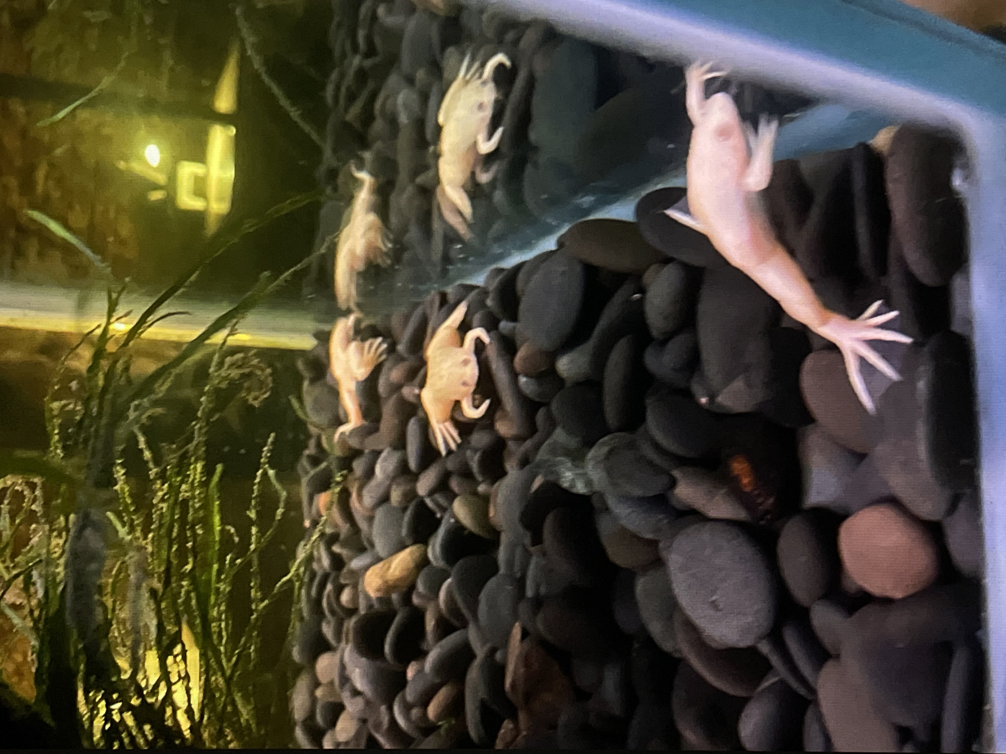 The image shows an aquarium with several pale, possibly albino, African clawed frogs clinging to the rocks. The rocks are mostly dark, smooth, and rounded. Some aquatic plants are visible on the left side of the aquarium. Reflections of lights and building features are visible on the tank glass. The Saint Petersburg, Russia location cannot be confirmed based on the visual information.