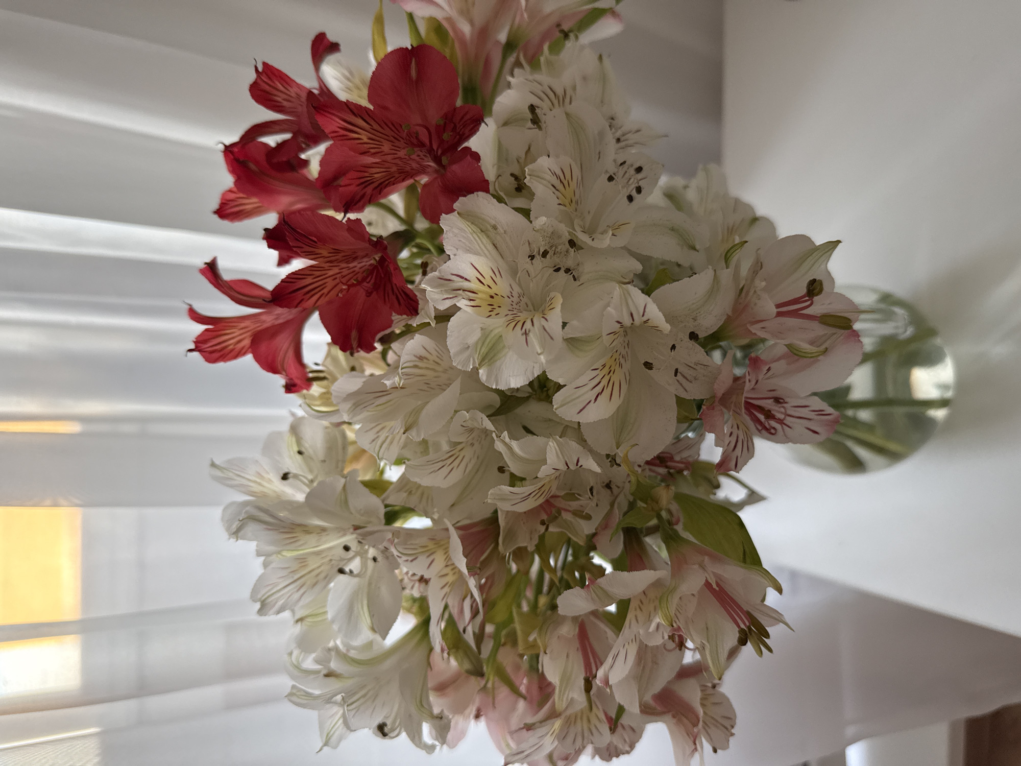 A vertical, medium shot captures a bouquet of alstroemeria flowers in a clear glass vase, placed on a white surface. The bouquet is a mix of white, pale pink, and deep red flowers, with delicate dark streaks on their petals. Behind the flowers, sheer white curtains are visible, through which a soft, warm light, possibly from the sun, filters. The background is a bright, diffused area. The flowers are the primary subject, arranged densely in the vase. No people or actions are depicted. The environment appears to be an indoor setting with natural light. There is no information within the image to indicate a specific location in Tobolsk, Russia.