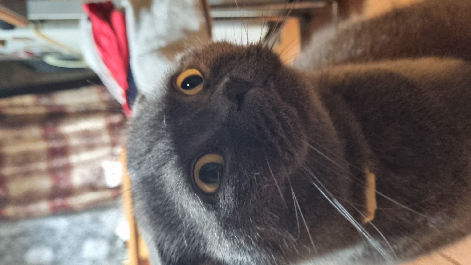 A close-up, eye-level, indoor shot captures a gray Scottish Fold cat looking towards the right side of the frame. The cat's fur is short and dense, with large, round, yellow eyes that are wide open. Its ears are folded down, a characteristic of the breed. The cat is wearing a yellow collar. The background is softly blurred, showing hints of curtains with a red and brown striped pattern, and a red folded item, possibly clothing, on a white surface. The lighting suggests an indoor environment, potentially a home. The image appears to have been taken in Vysokoe, Russia, though no specific landmarks or details within the image confirm this location.