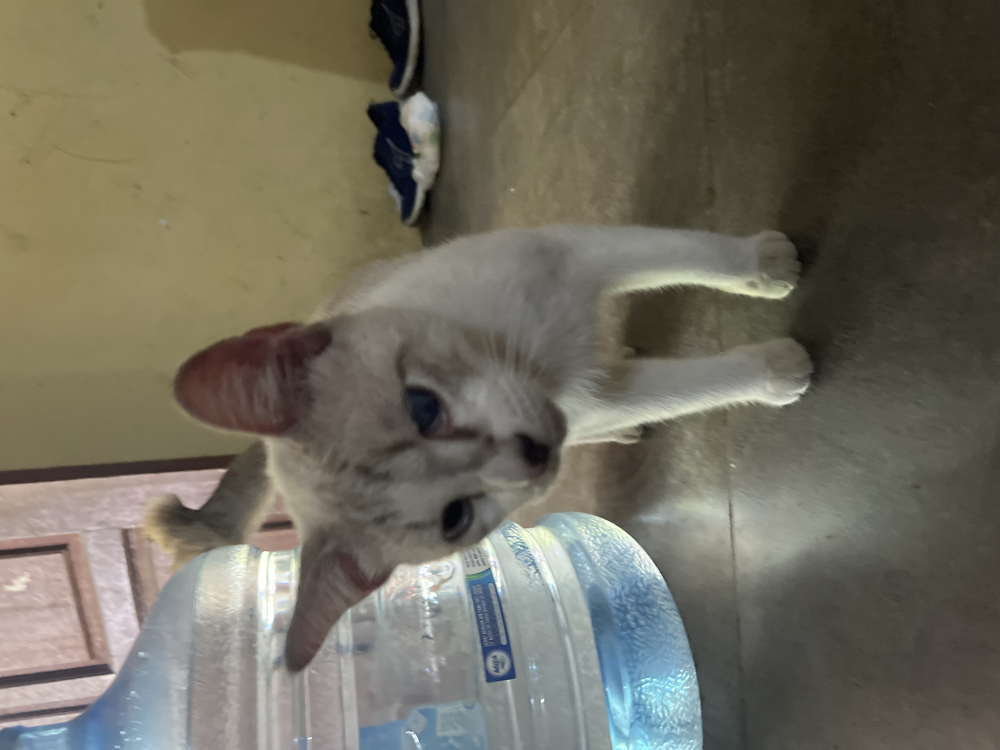 In Klapanunggal, Indonesia, a white cat with light brown markings and blue eyes is standing on a tiled floor. The cat is positioned in front of a large, clear plastic water bottle. Behind the cat, a yellow wall is visible, and to the right, a pair of blue athletic shoes are placed on the floor. A wooden door with vertical panels is seen in the background to the left. The scene appears to be indoors, possibly in a residential or commercial setting.